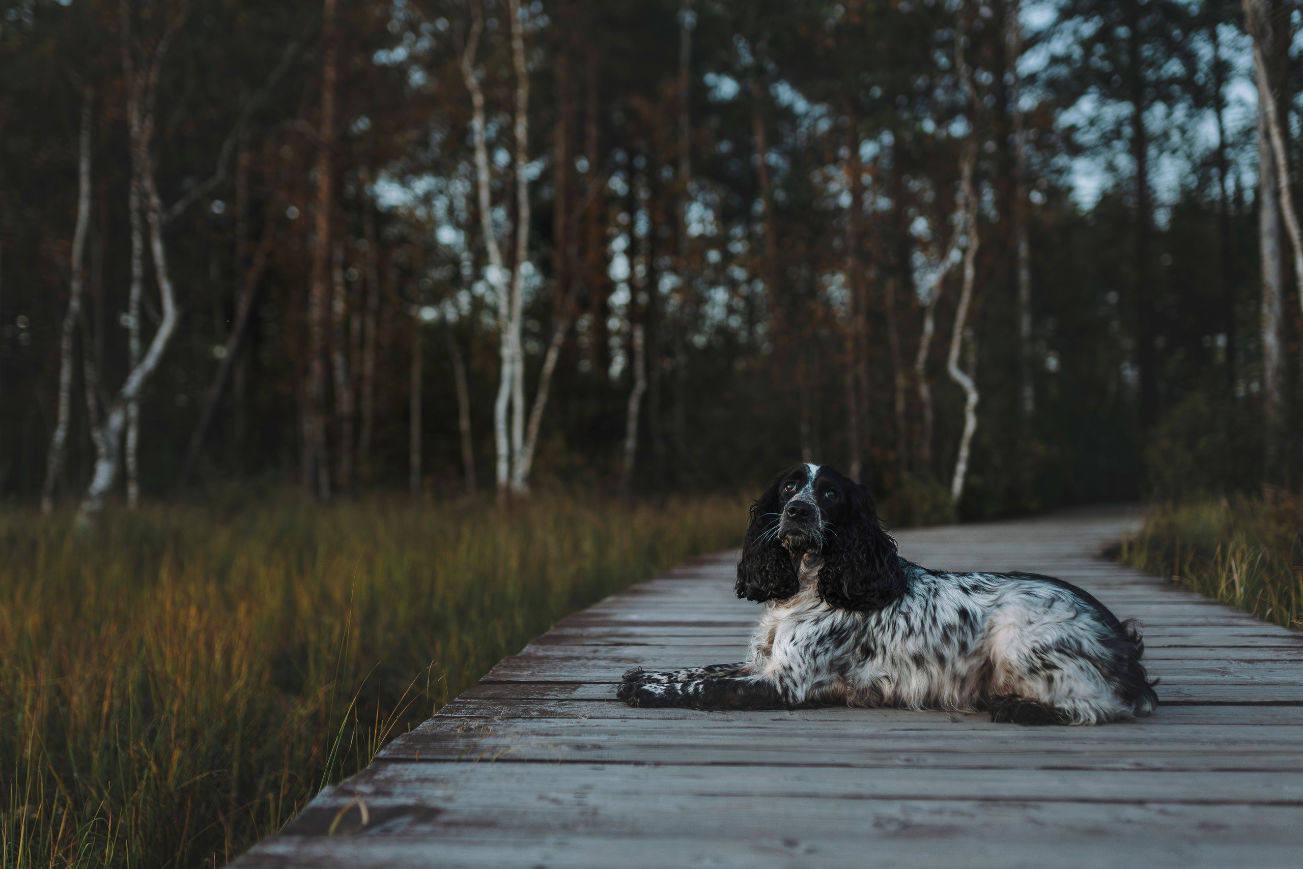 Аня и Тея. Фотограф анималист в Спб недорого Олеся Майорова