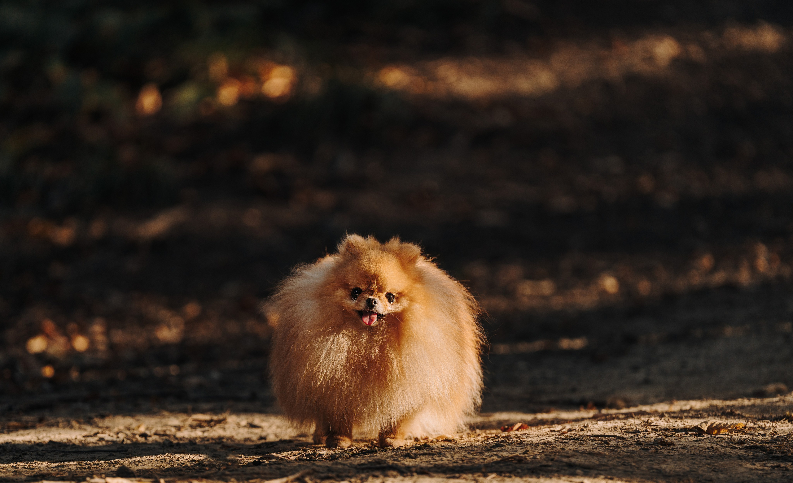 Наталья и Софа. Фотограф анималист в Спб недорого Олеся Майорова