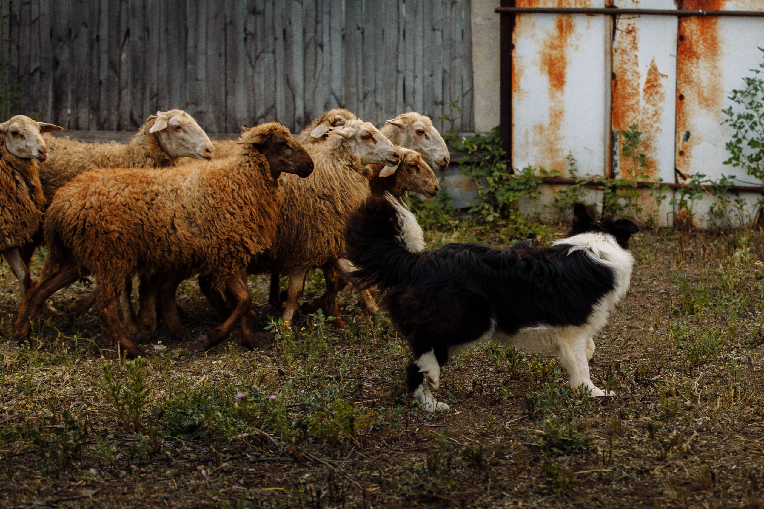 Овечий день. О нас