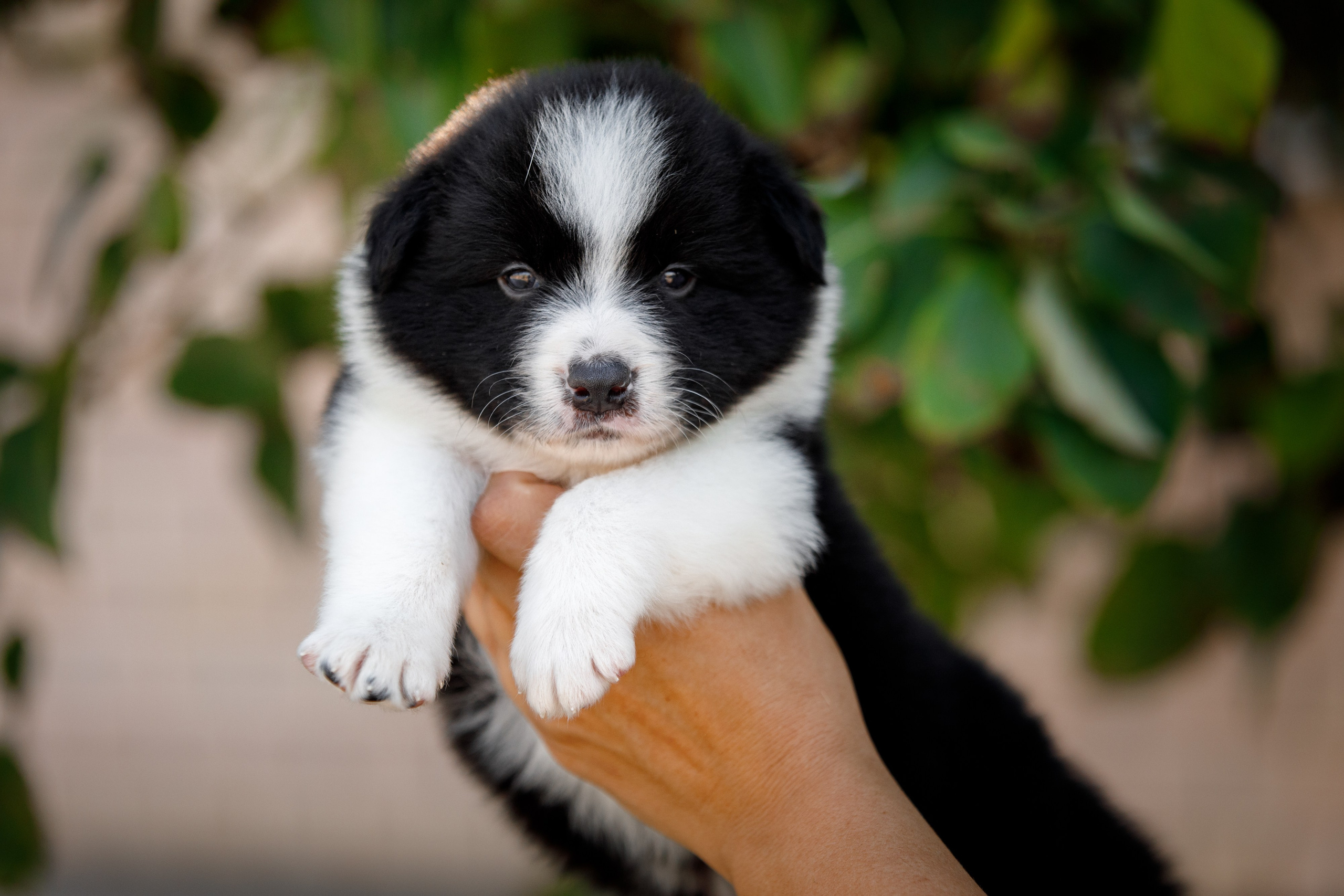 Смешарики. О нас