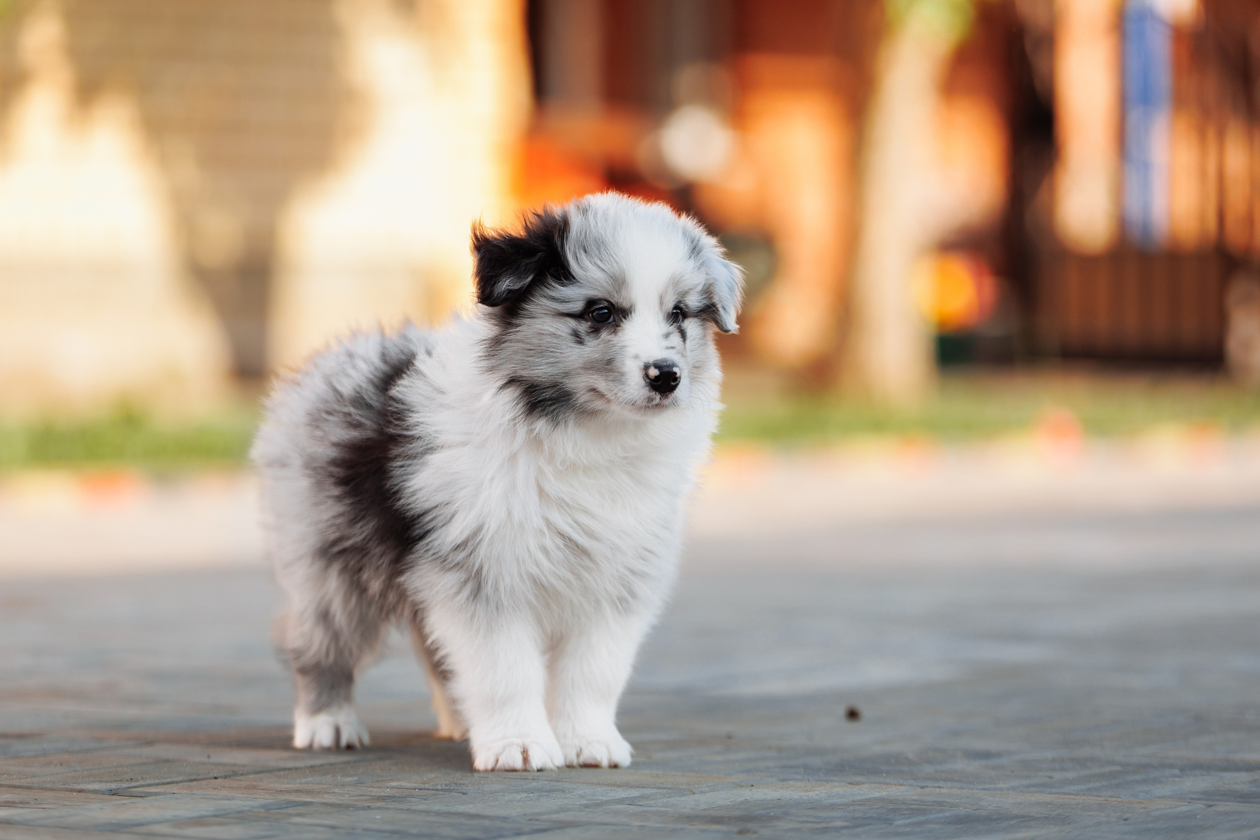 Пушистое. О нас