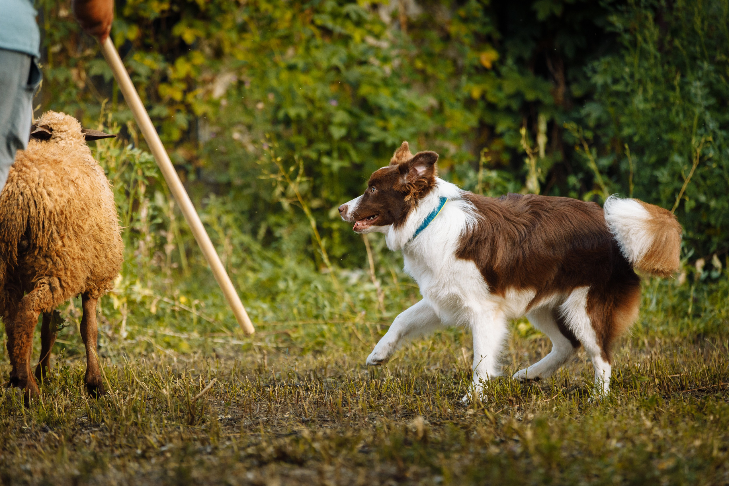 Овечий день. О нас