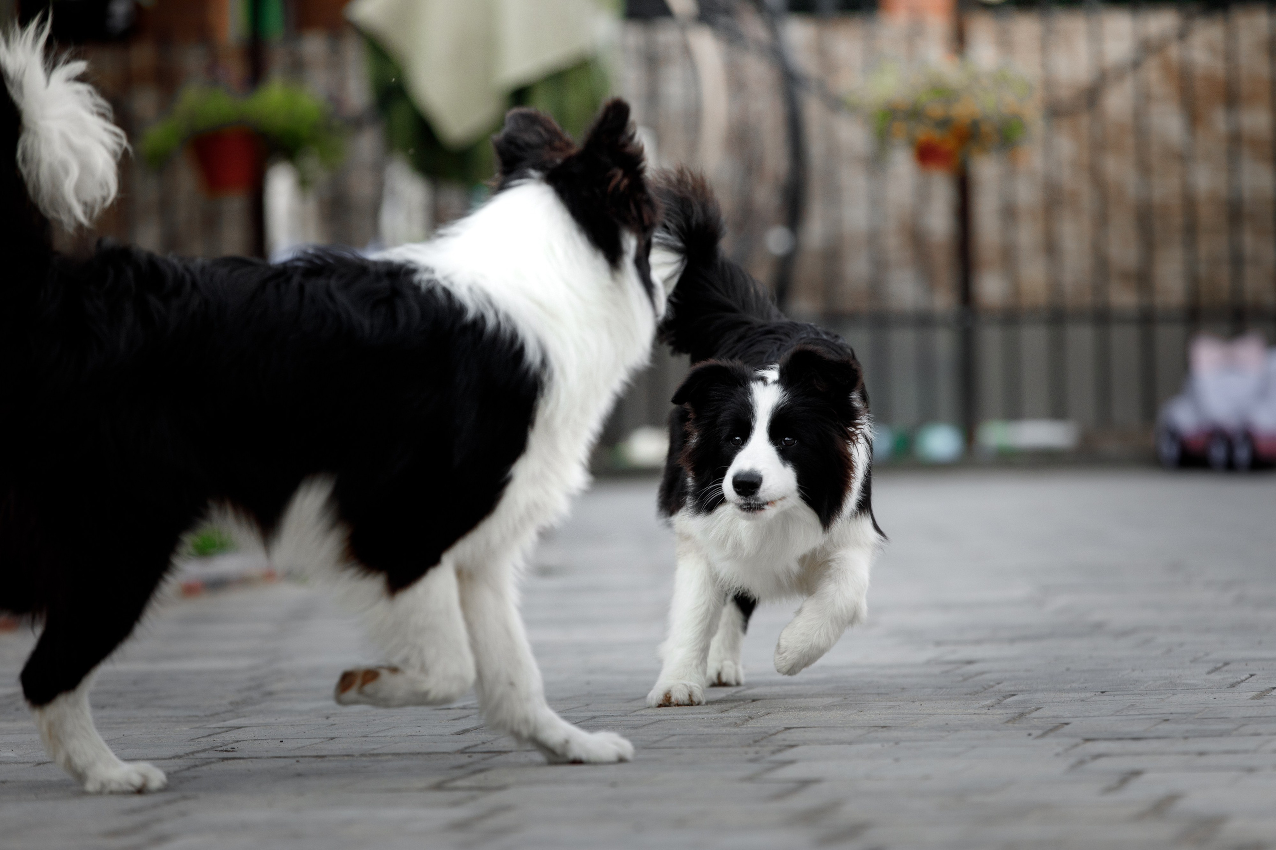 Болтовня в саду. О нас