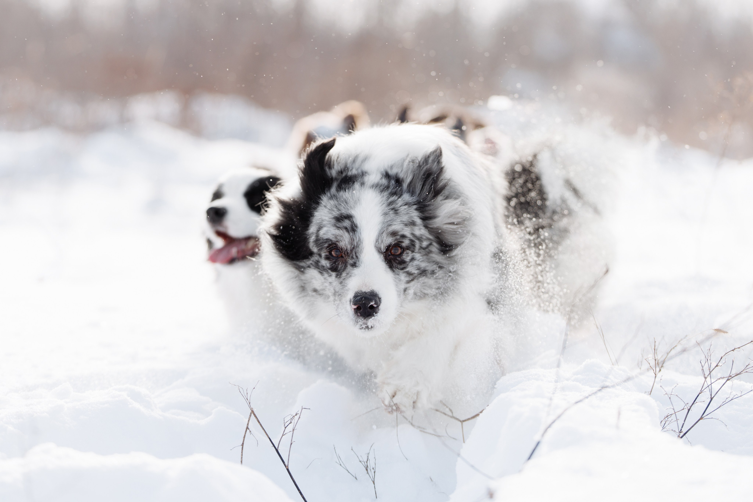 Яркий январь. О нас