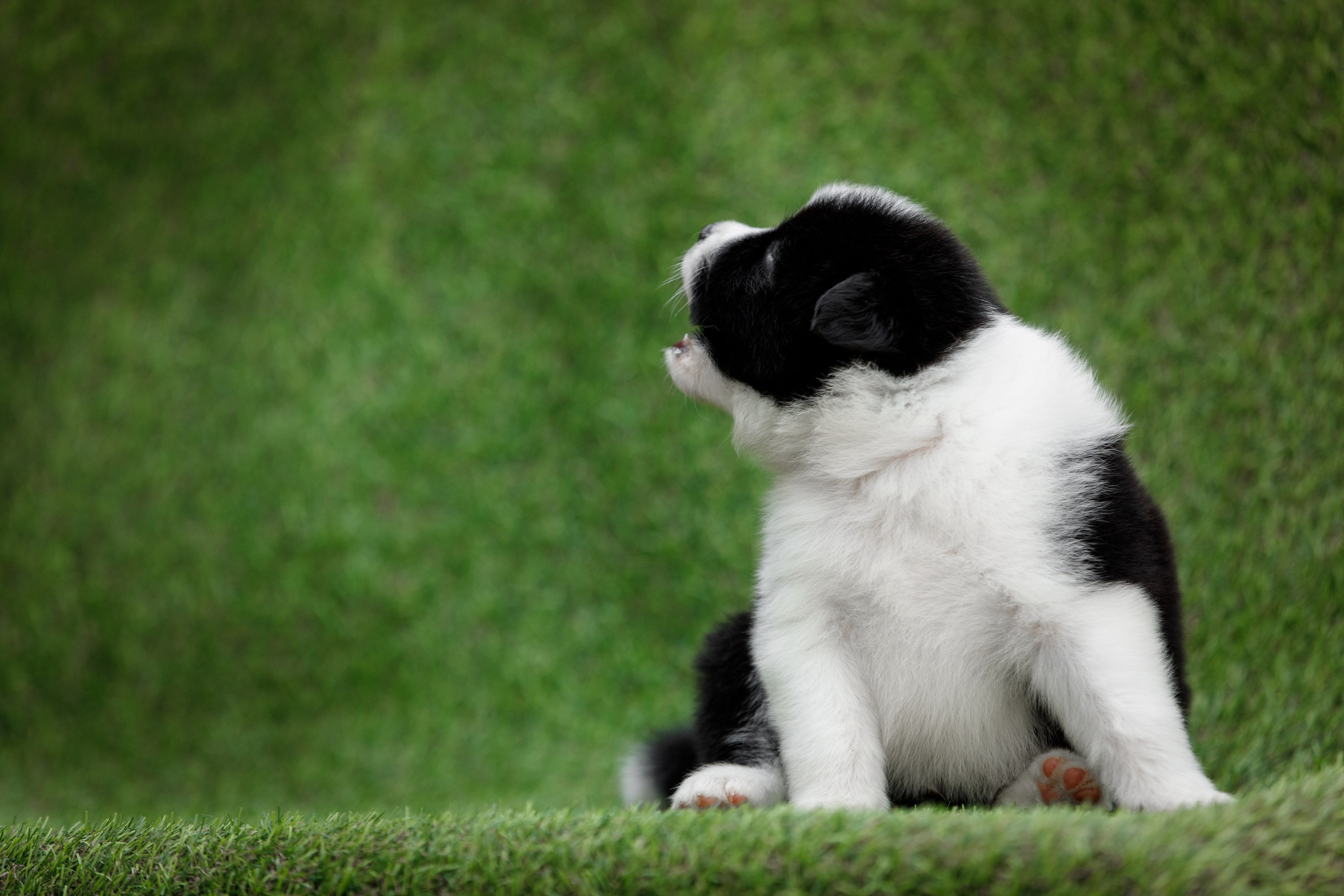 Смешарики. О нас