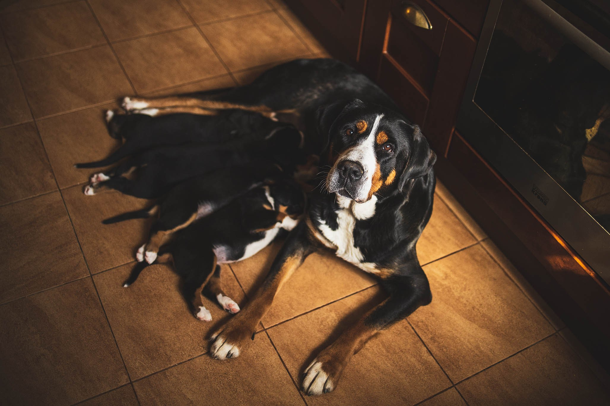 Гроссики. Фотограф-анималист Александра Шеремет