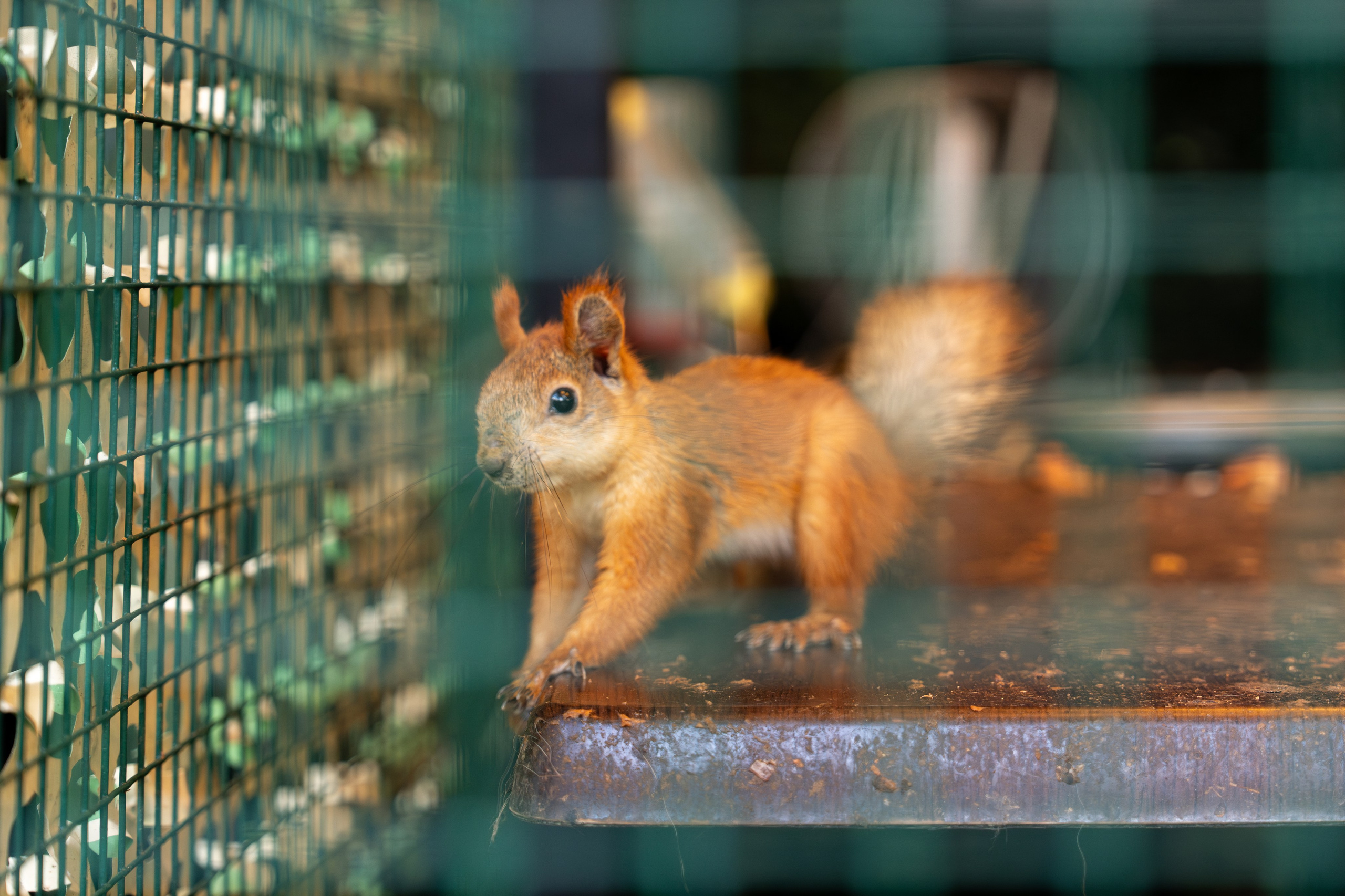 Гастрономический ужин «Лесная Италия» с Мирко Дзаго в ресторане RiverSide. Репортажный фотограф в Красной Поляне и Сочи Павлюченко Екатерина