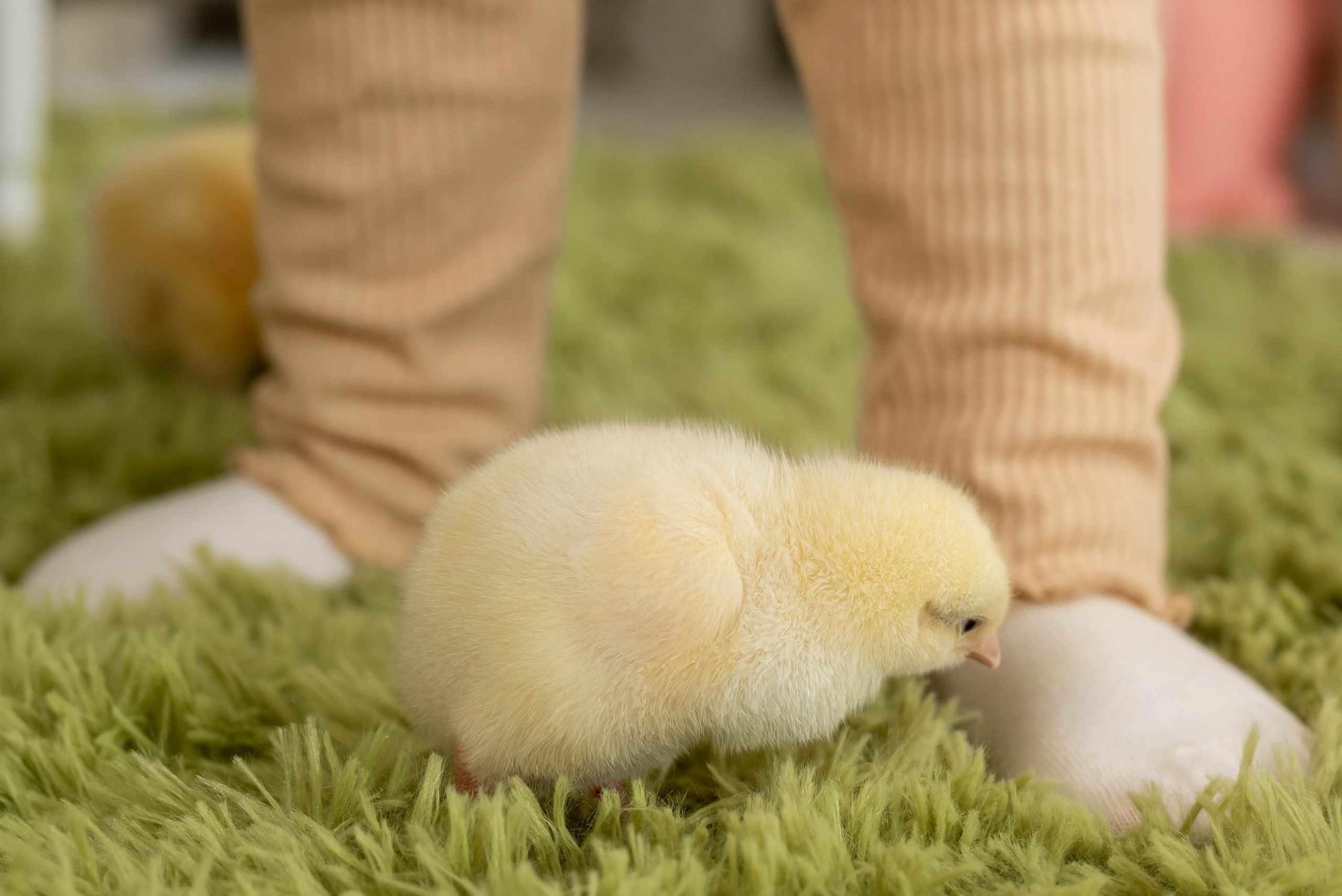 Фотопроект Пасха 2026 г. Фотограф в городе Салават