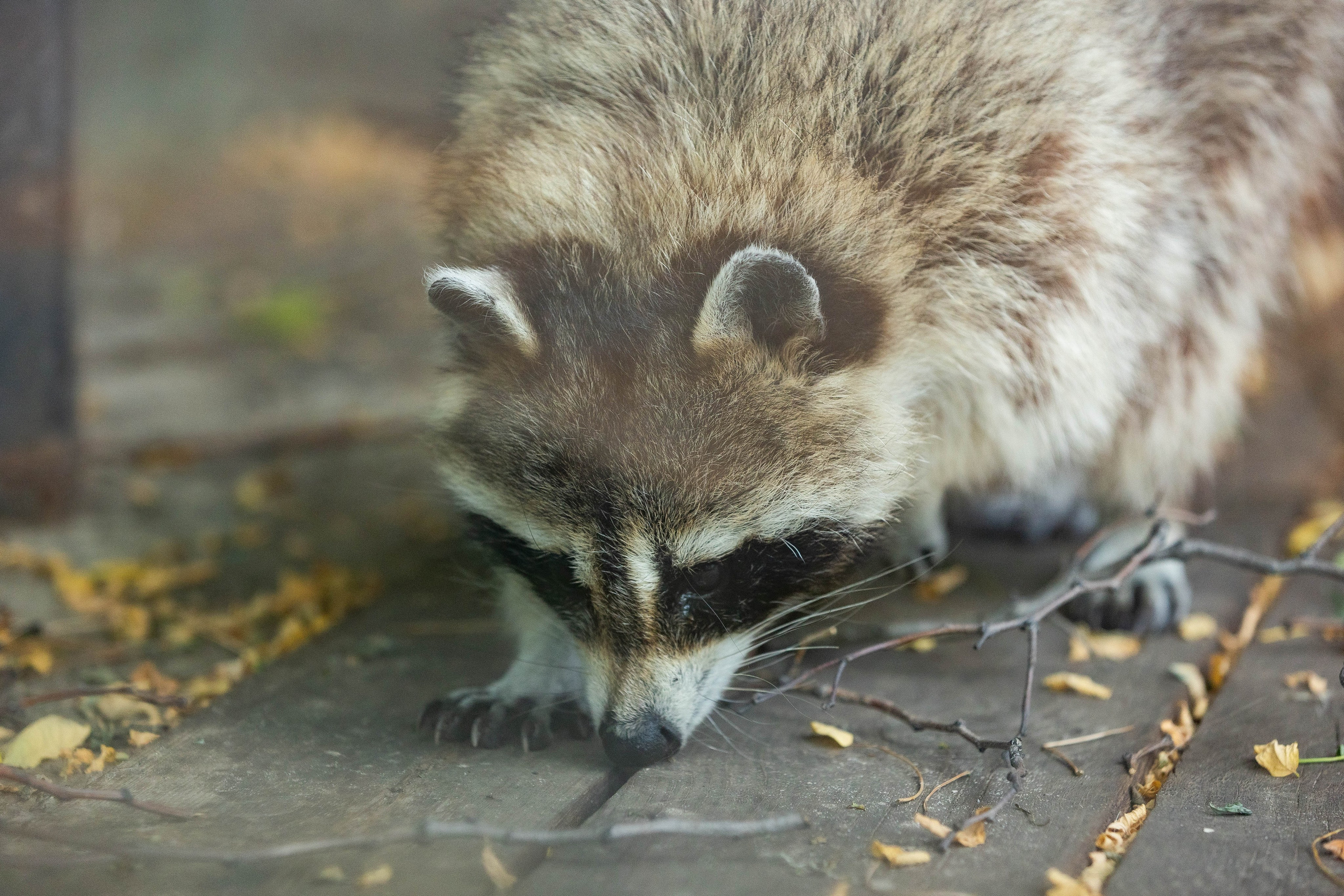Зоопарк Малинки. Фотограф-АниМалист Анна Абрамова