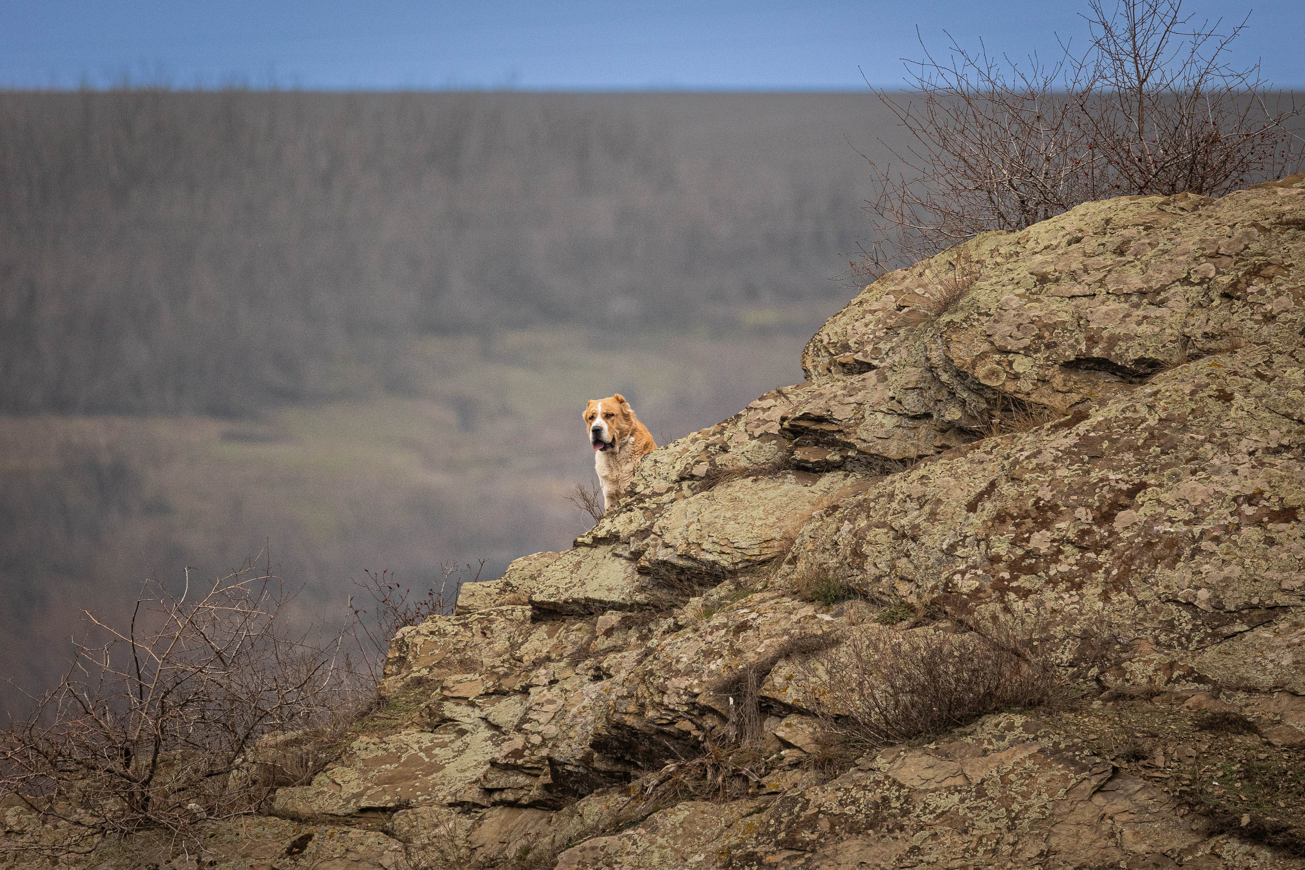Пальма. Фотограф-АниМалист Анна Абрамова