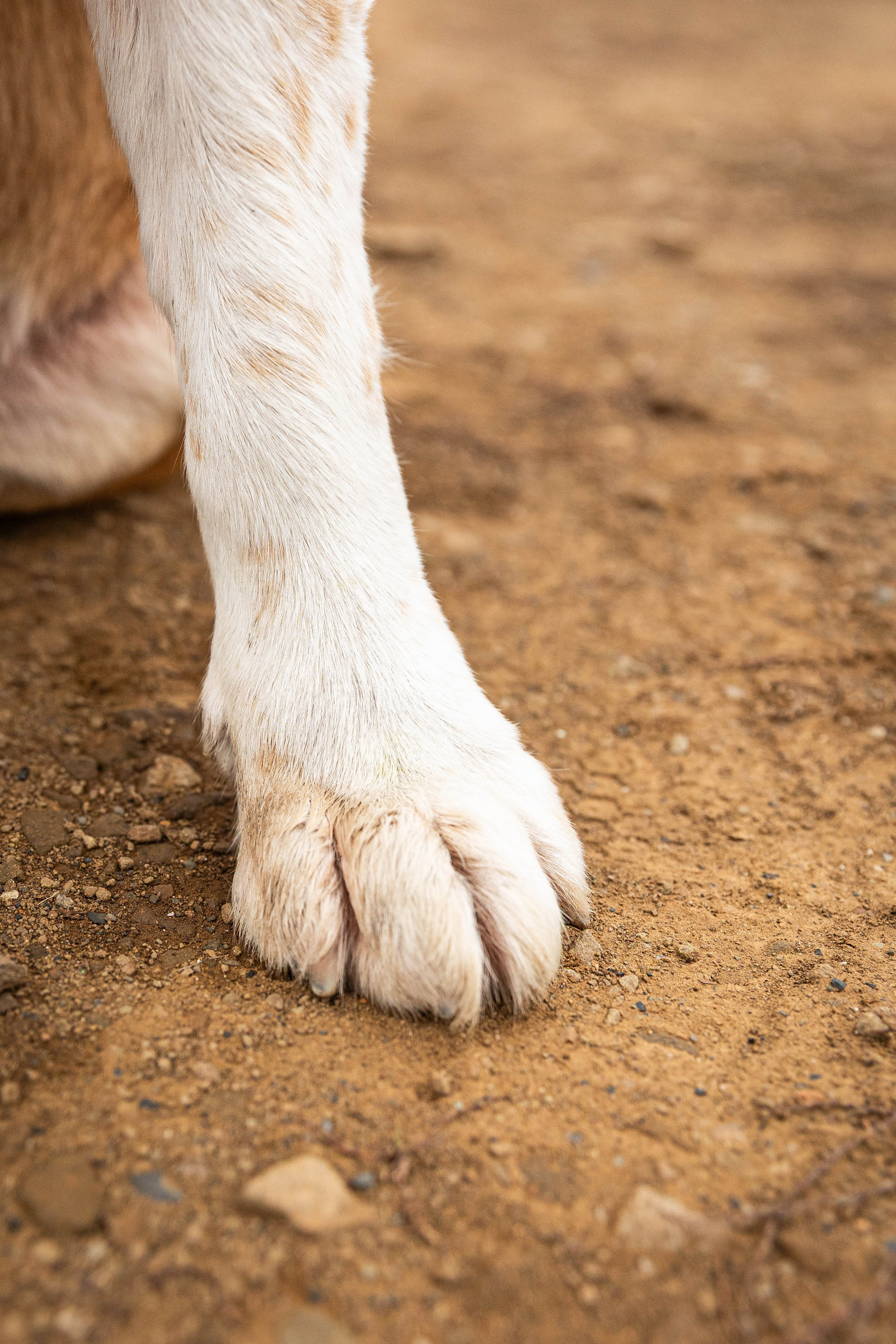 Пальма. Фотограф-АниМалист Анна Абрамова
