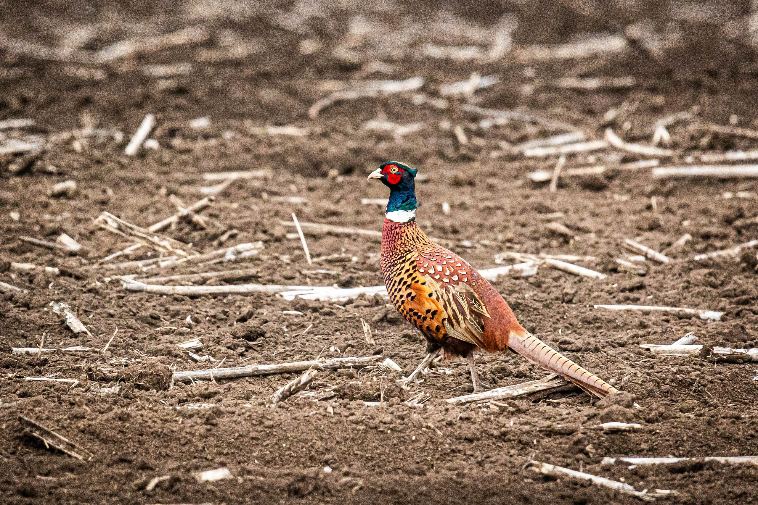 Дикий животный мир. Фотограф-АниМалист Анна Абрамова