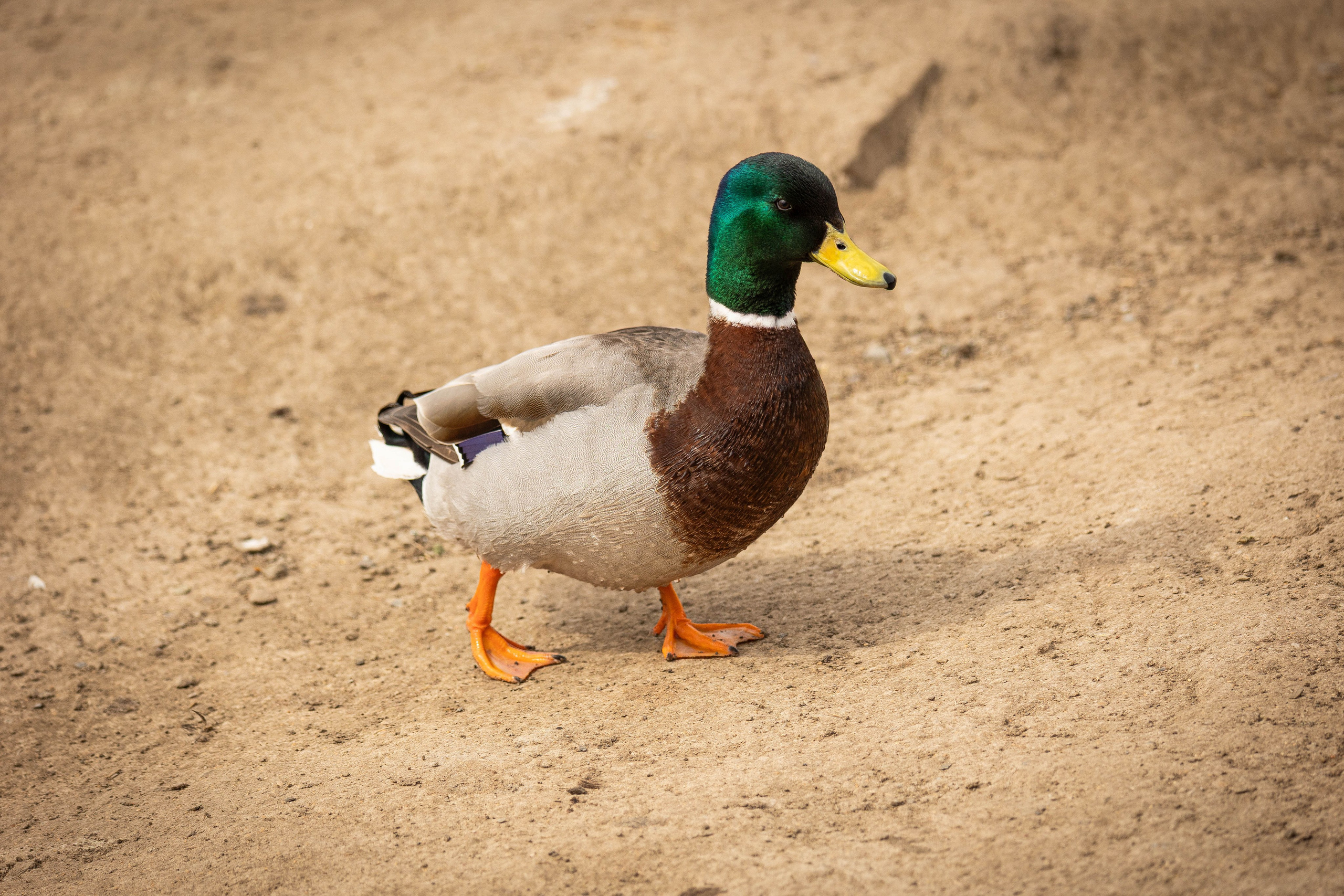 Парк Малинки 2026. Фотограф-АниМалист Анна Абрамова