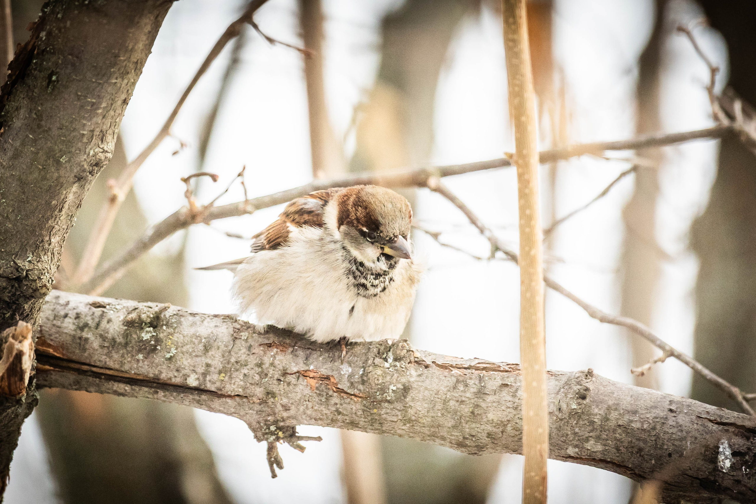 Дикий животный мир. Фотограф-АниМалист Анна Абрамова