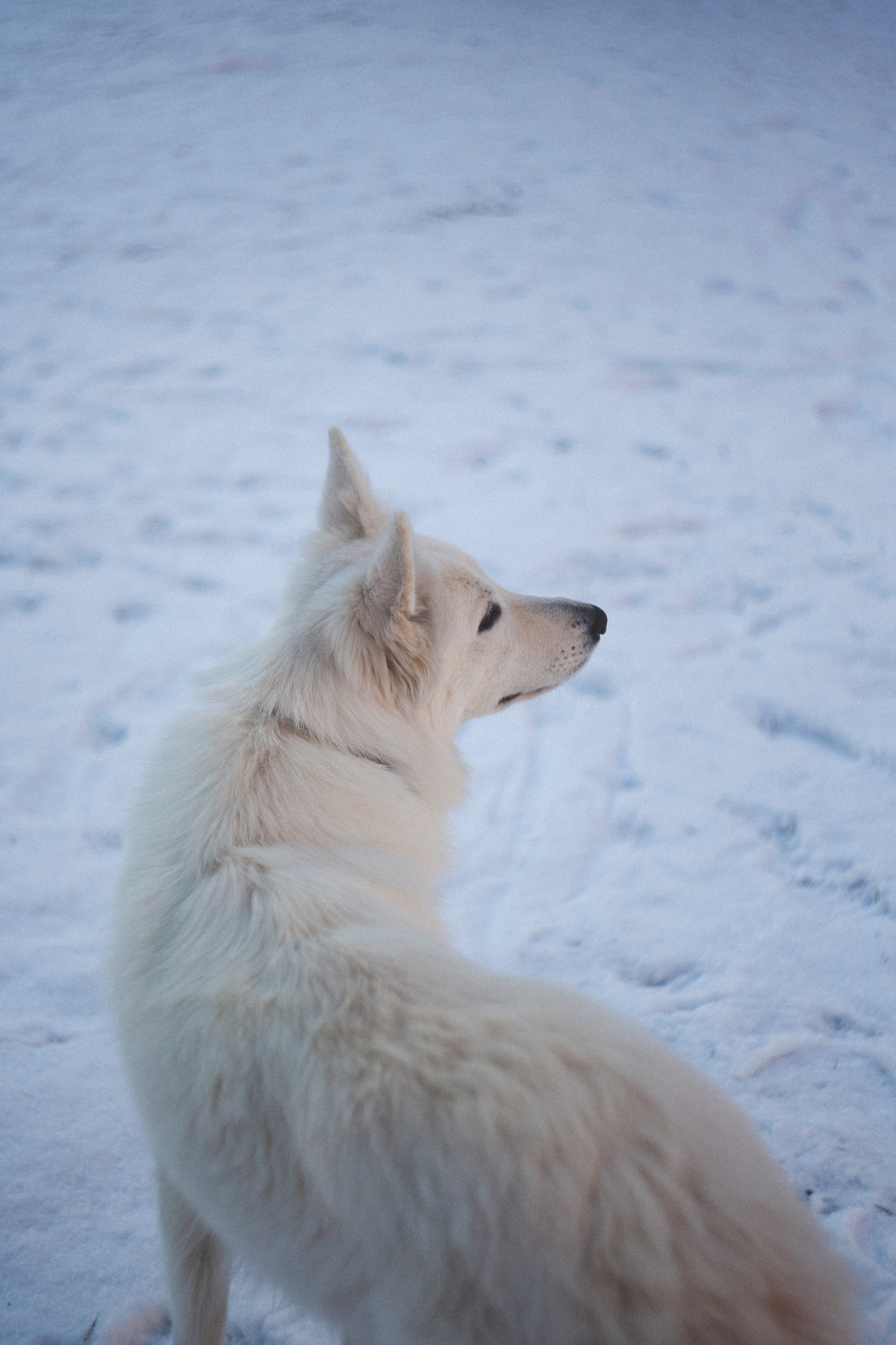 В Алексеевском саду. Фотограф Адигамова Юлия в Петербурге