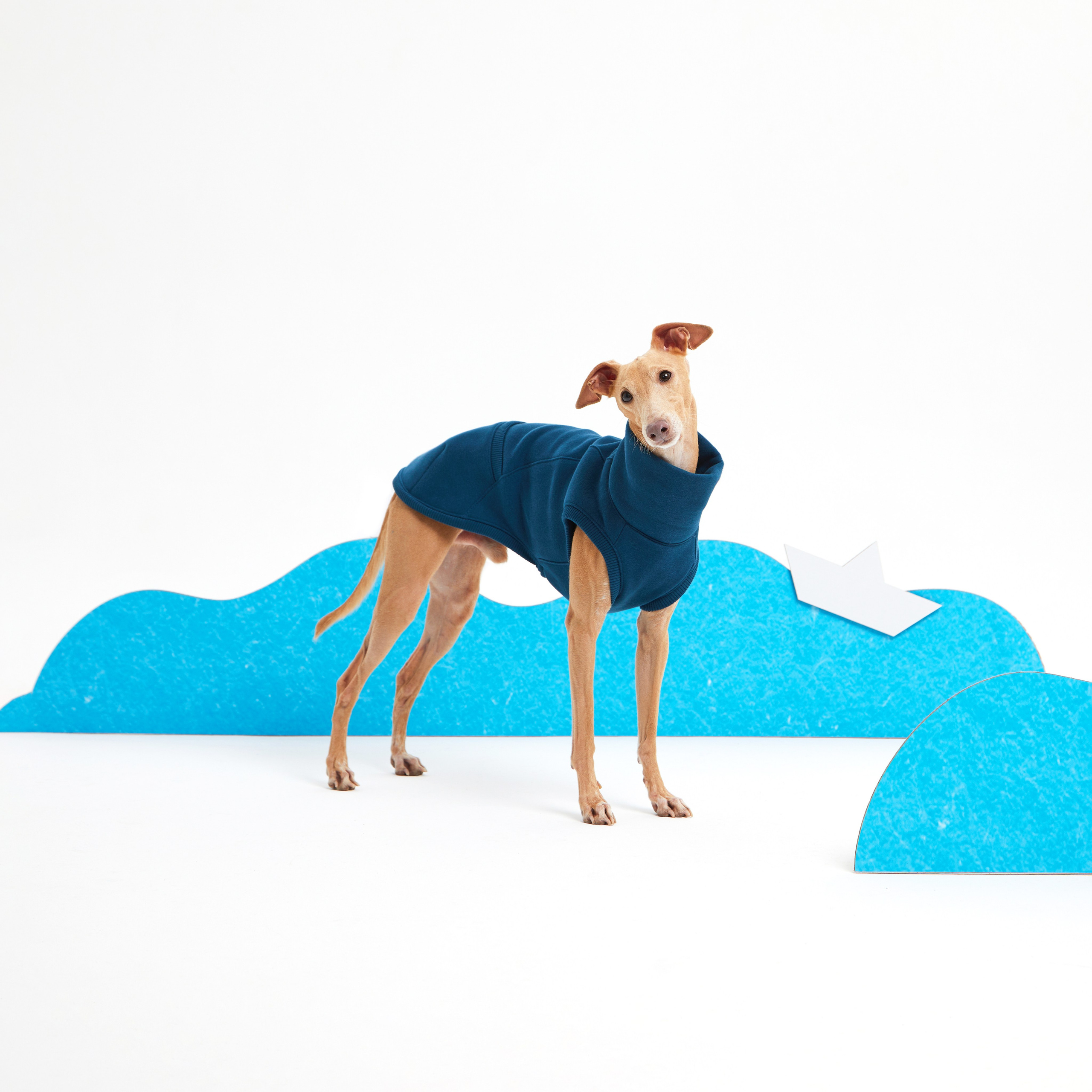Каталоги. Pets Photography / Фотограф Собак