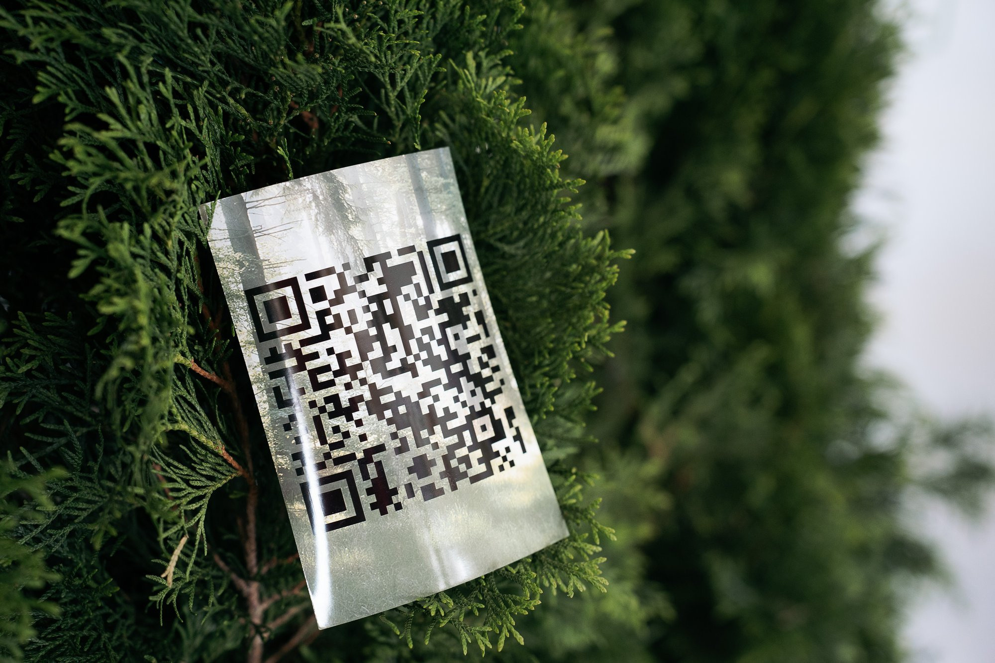 День молодежи