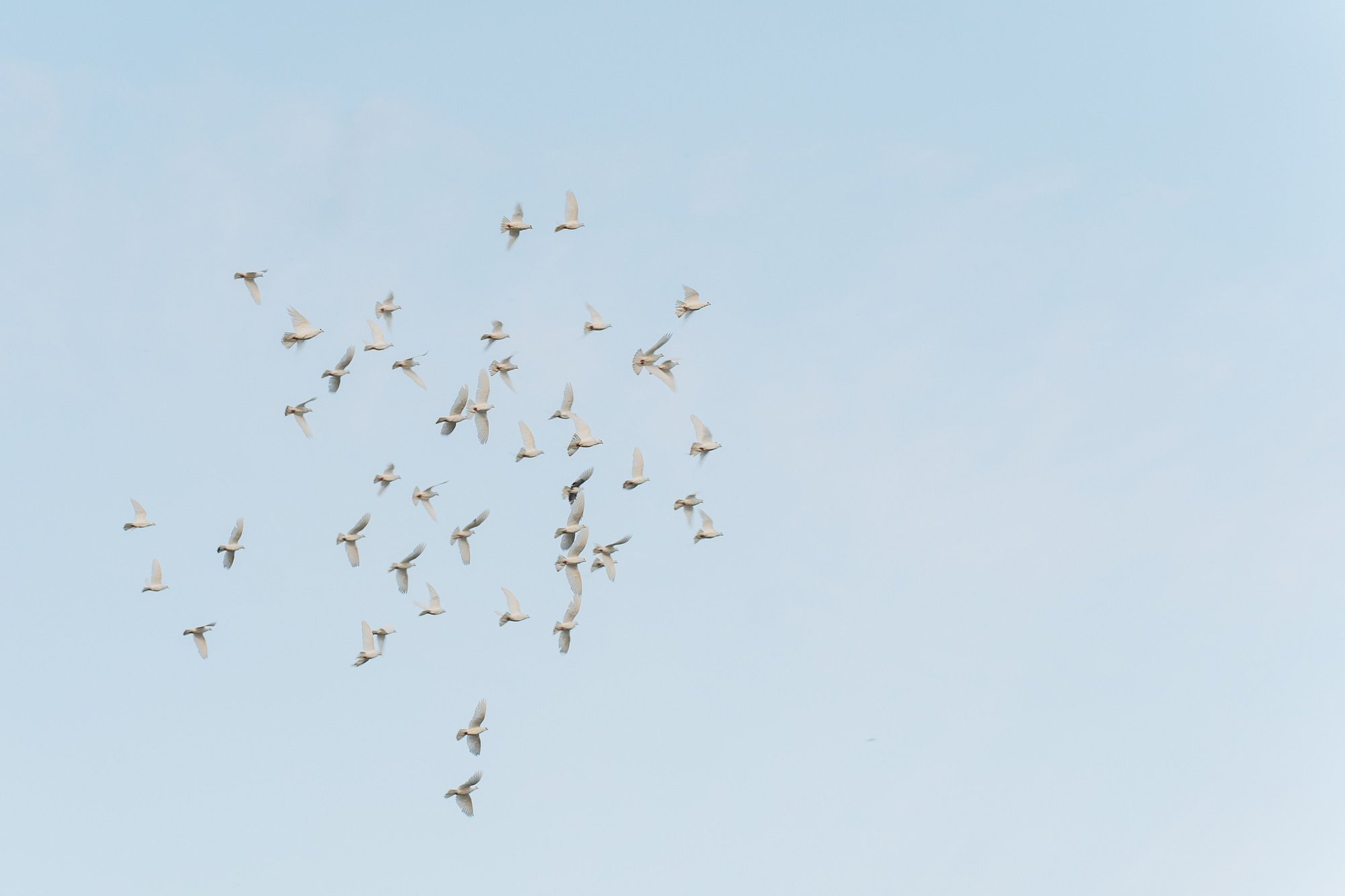 Выпускной Гимназия 2