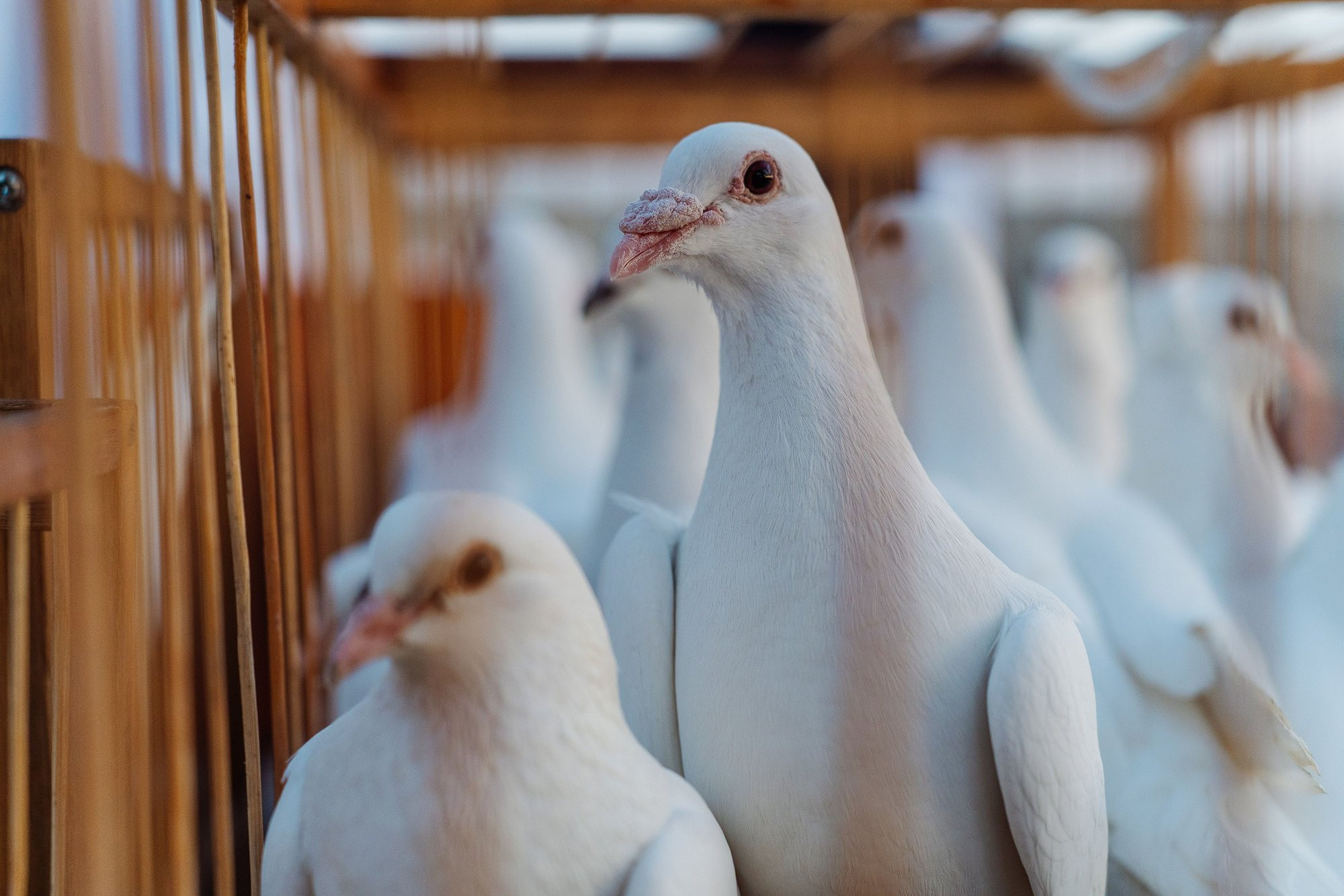 Выпускной Гимназия 2