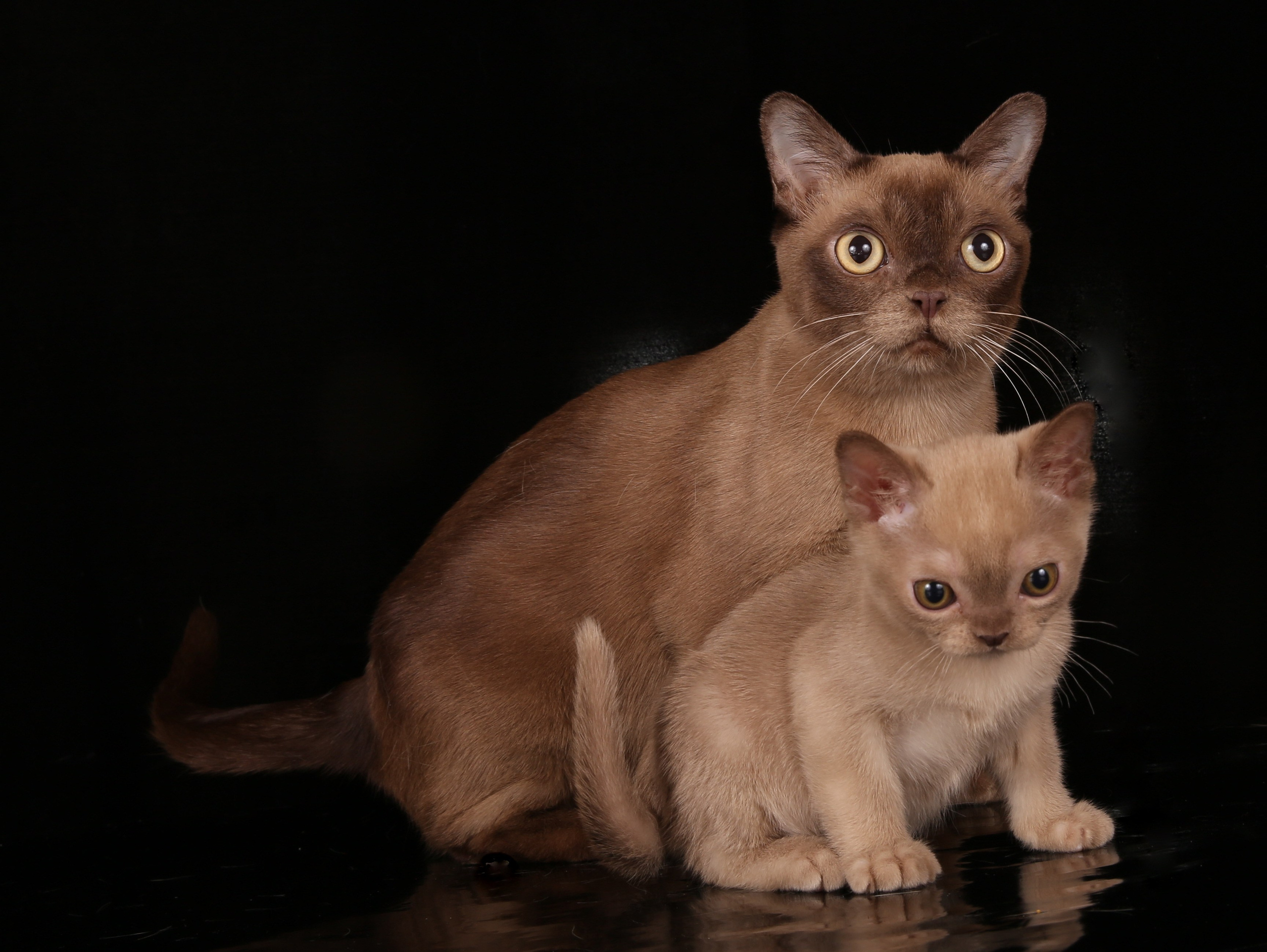 Котёнок американской бурмы. Las Burmas — питомник американской бурмы традиционных линий