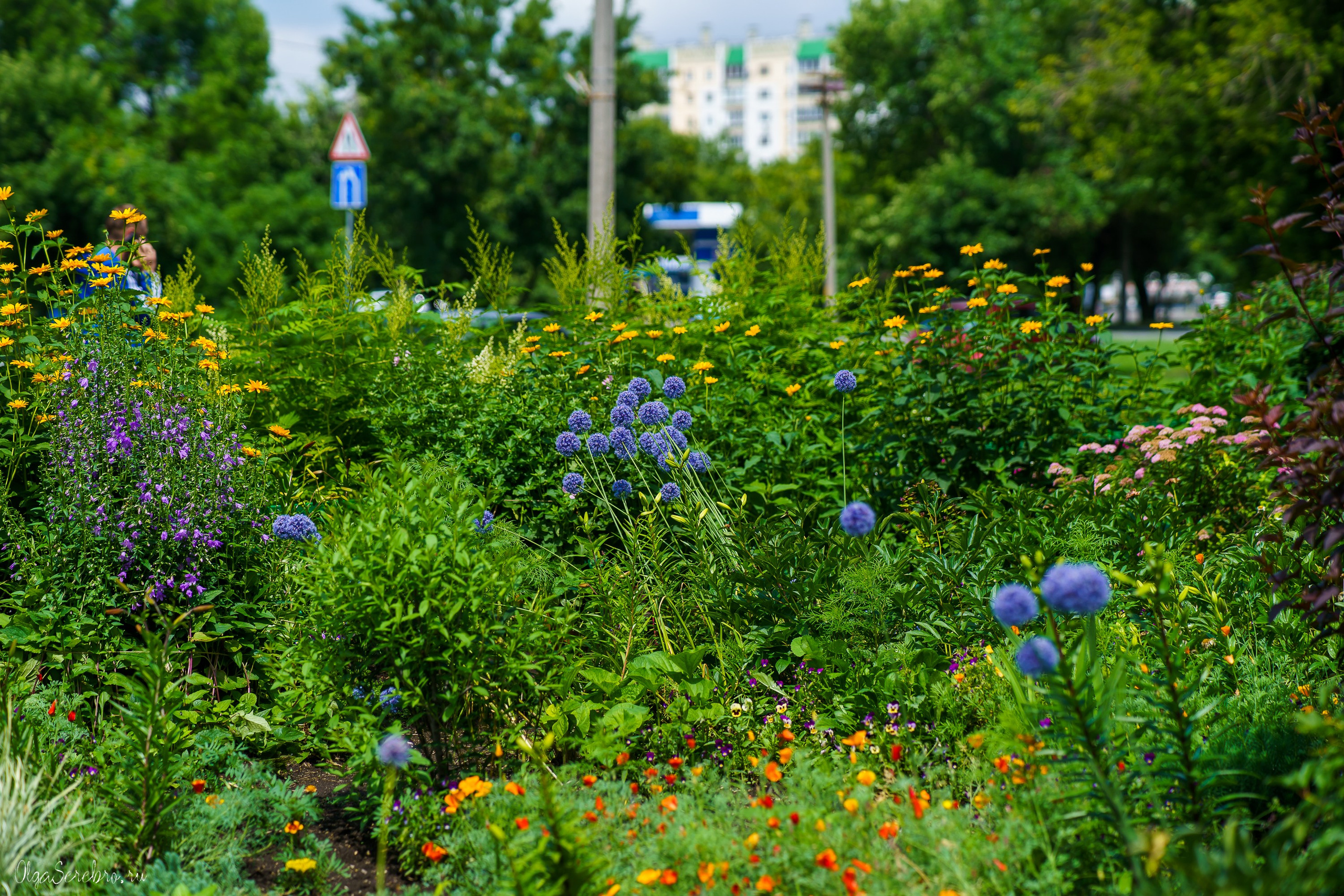 Клумба на Черкасской. Фотограф Челябинск · Ольга Серебрякова