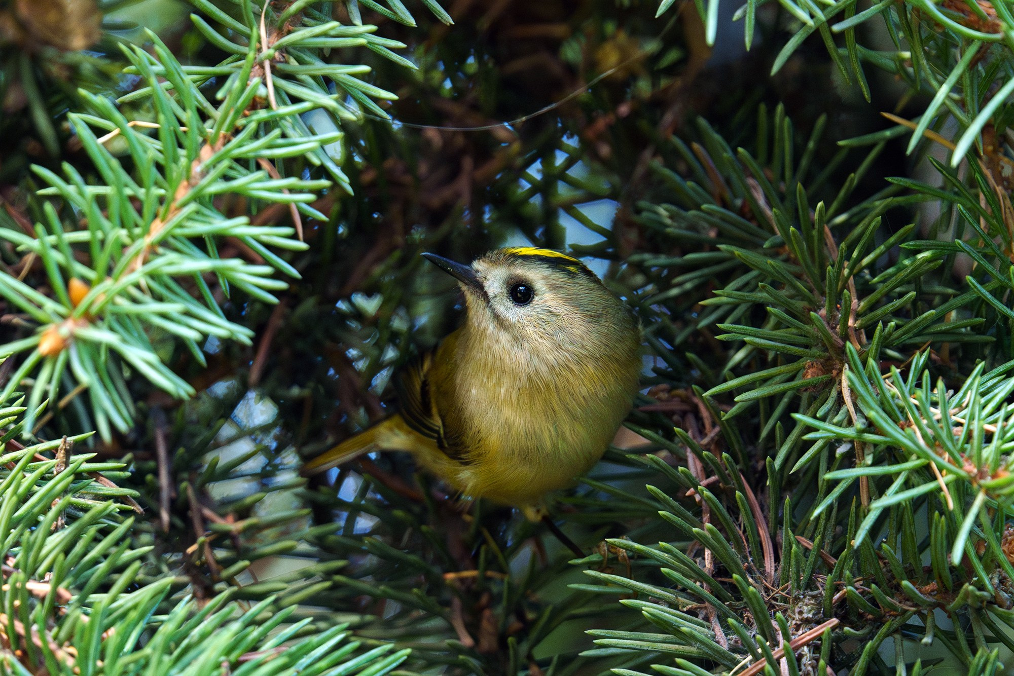 Удивительные мир птиц. Вокруг нас столько прекрасного — присмотритесь!. Ваш личный фотограф Марина Волкова