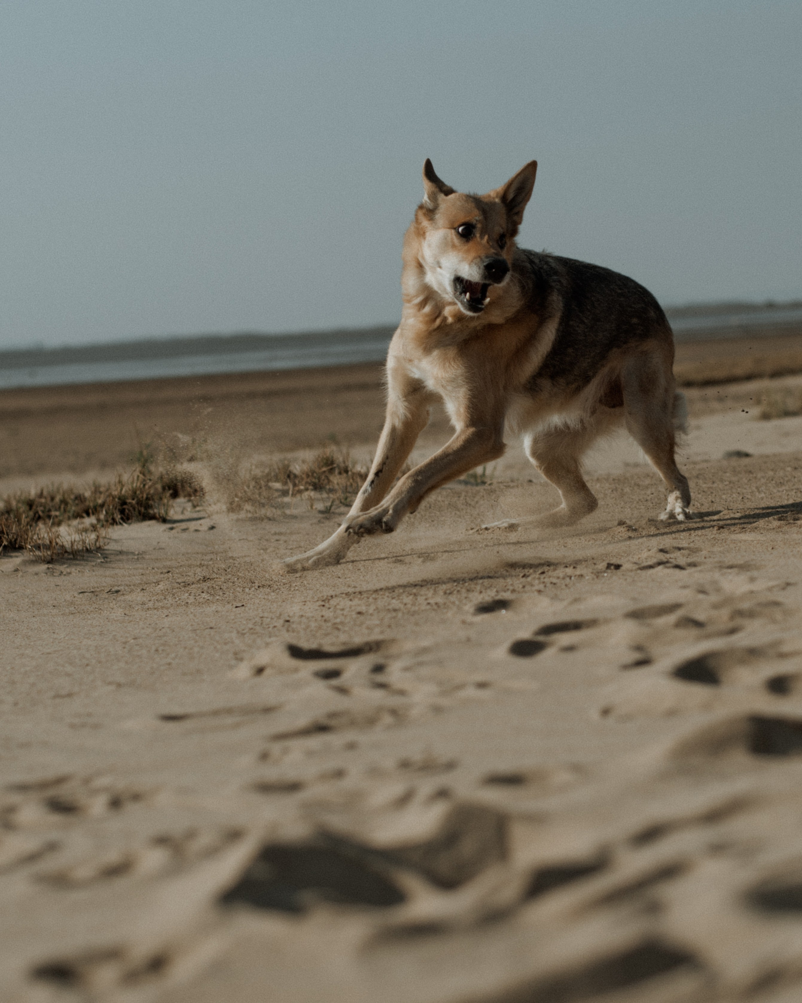 Прогулка: Аня и Шуня. Портфолио