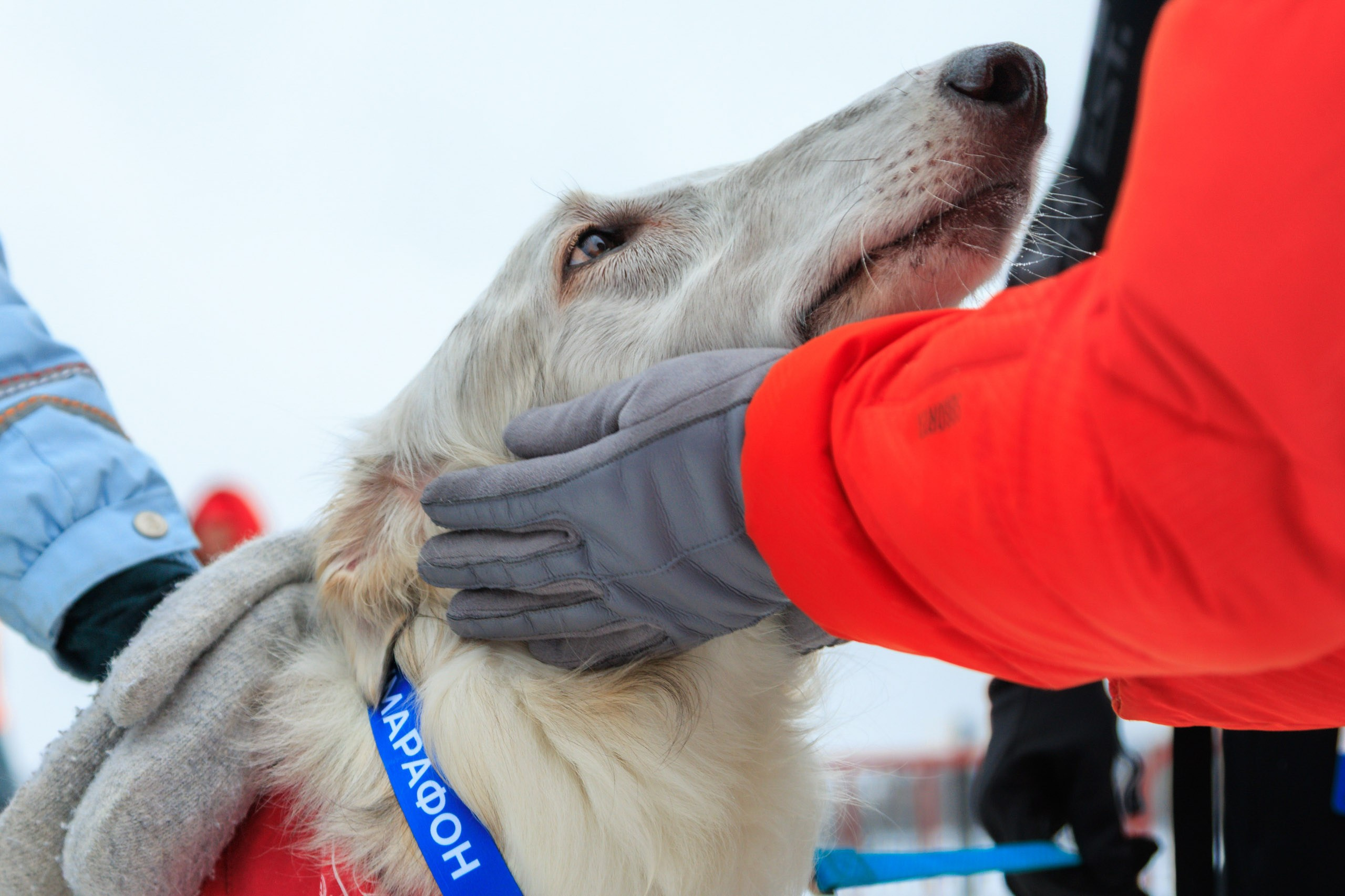 ЕвропаАзия | Зимний полумарафон. Репортажный фотограф Екатеринбург | Яркий, качественный репортаж | Концерты, клубы, репортаж, праздники, корпоративы