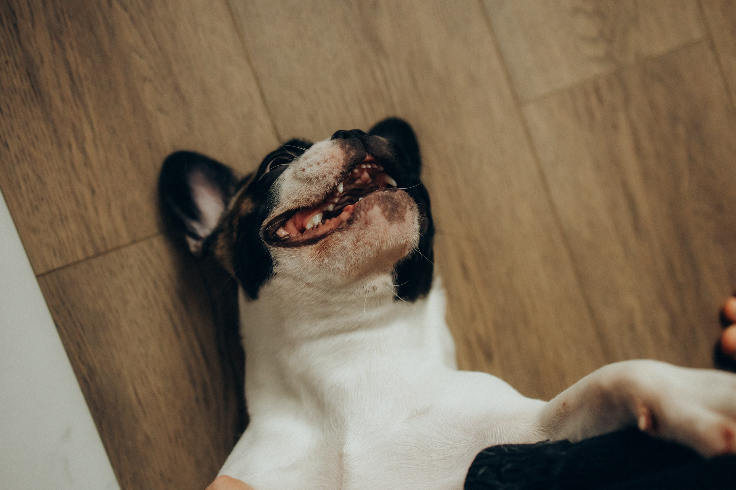 Руслан, Тимур и Луна. Семейный фотограф Москва