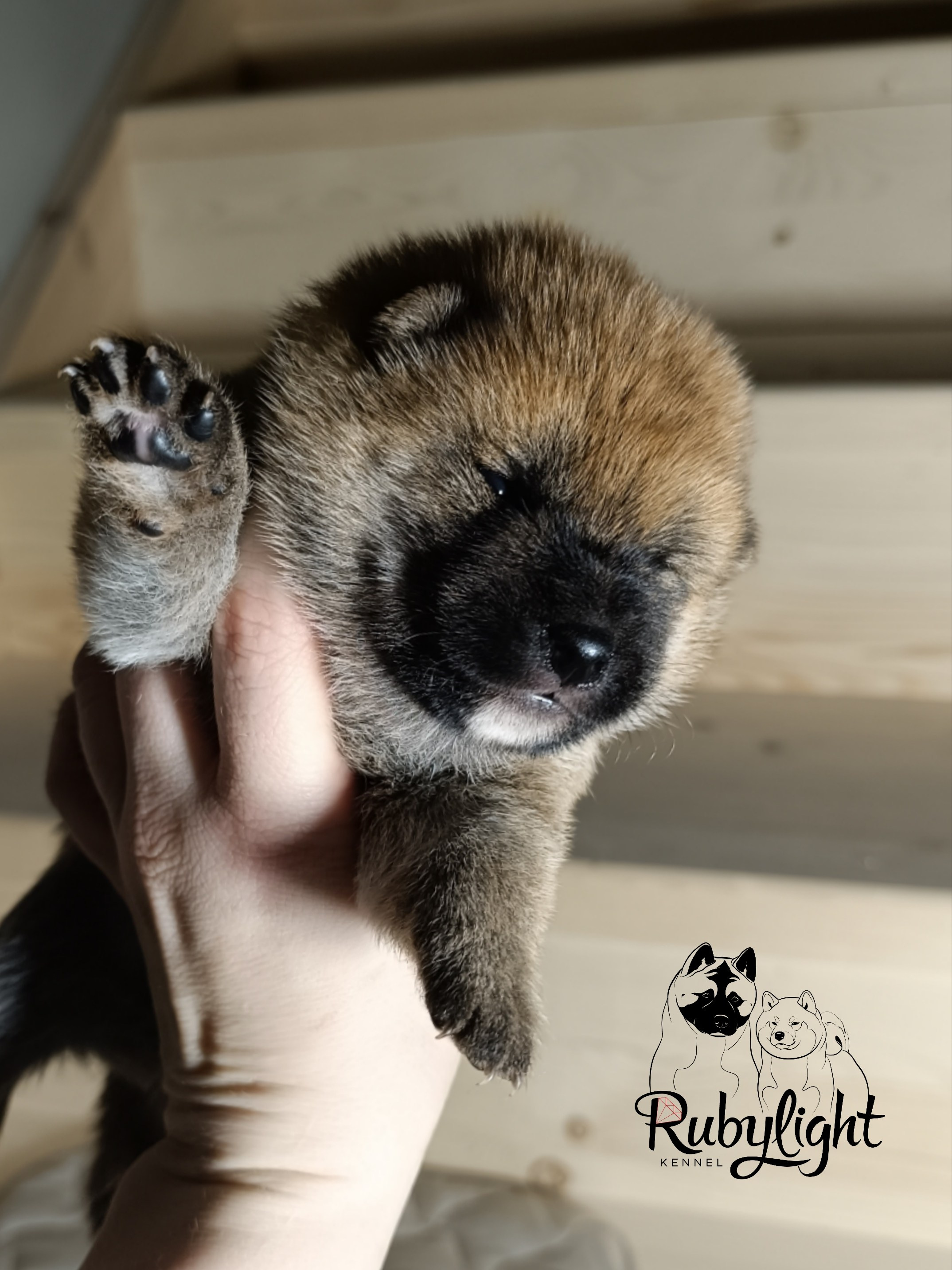 Сиба Rubylight Ellis питомник Рубилайт 