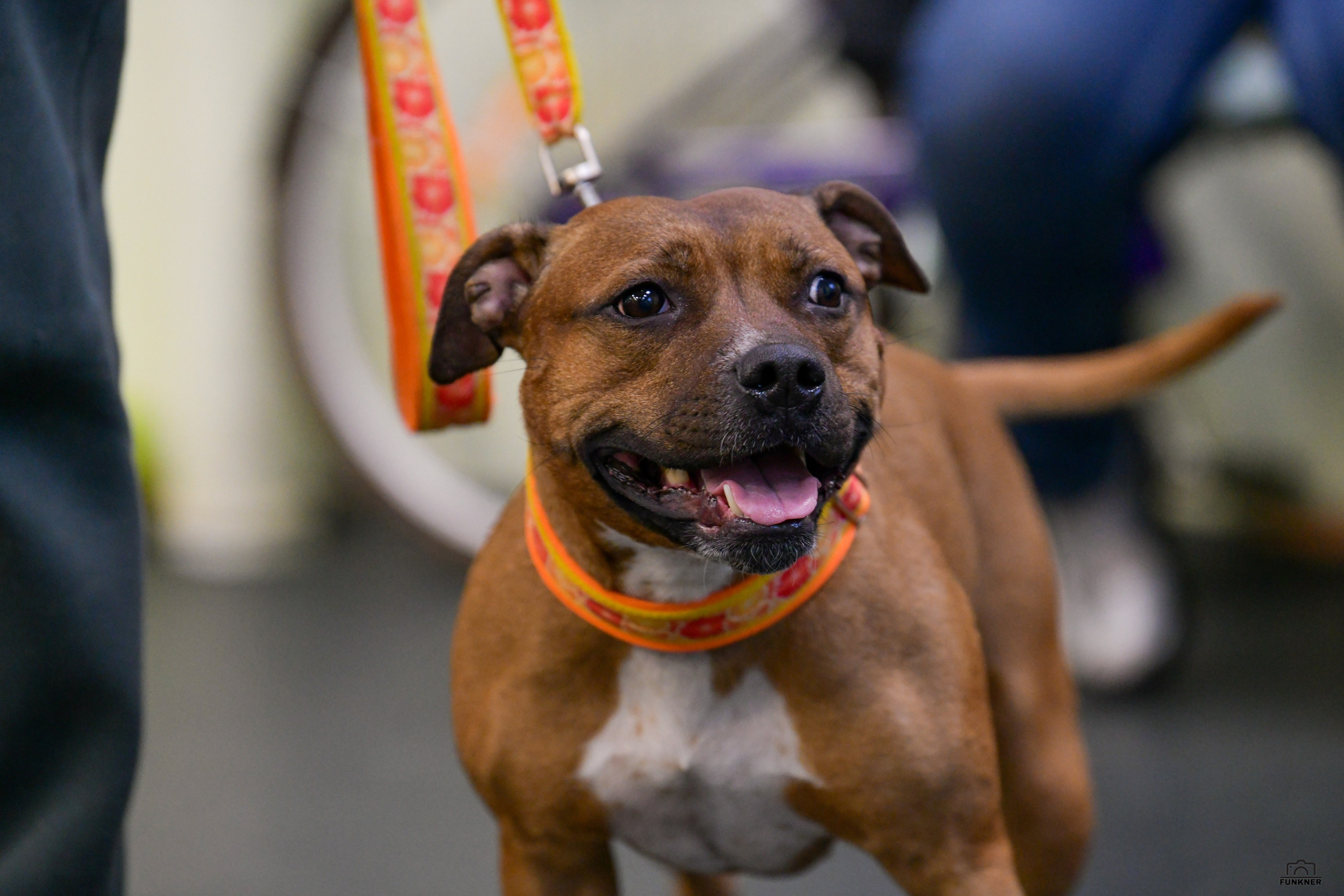 Кинологический клуб «Бодрый хвост». Свой взгляд через объектив