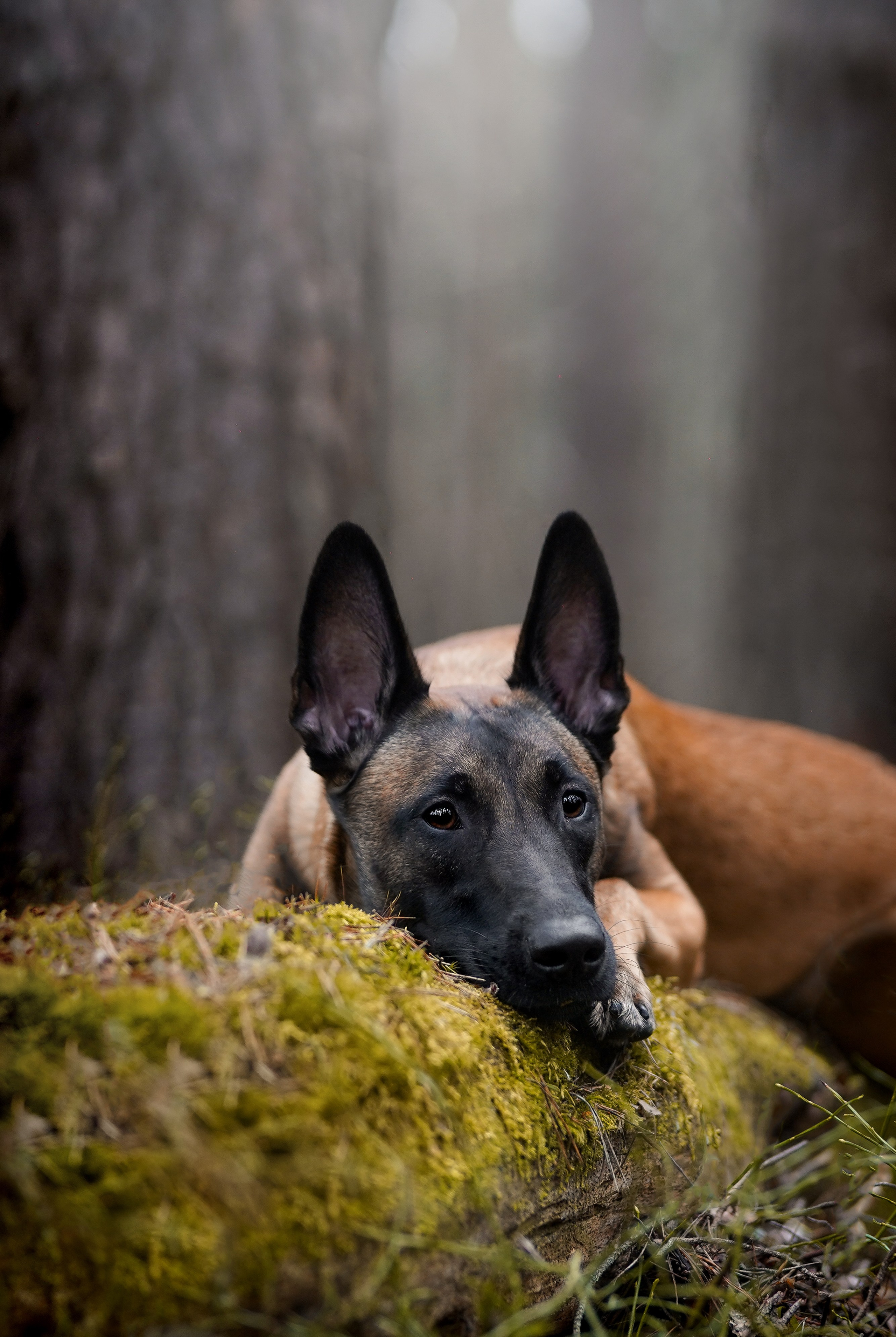 Панда и Эста. Фотограф-анималист в Санкт-Петербурге Яна Мартынова