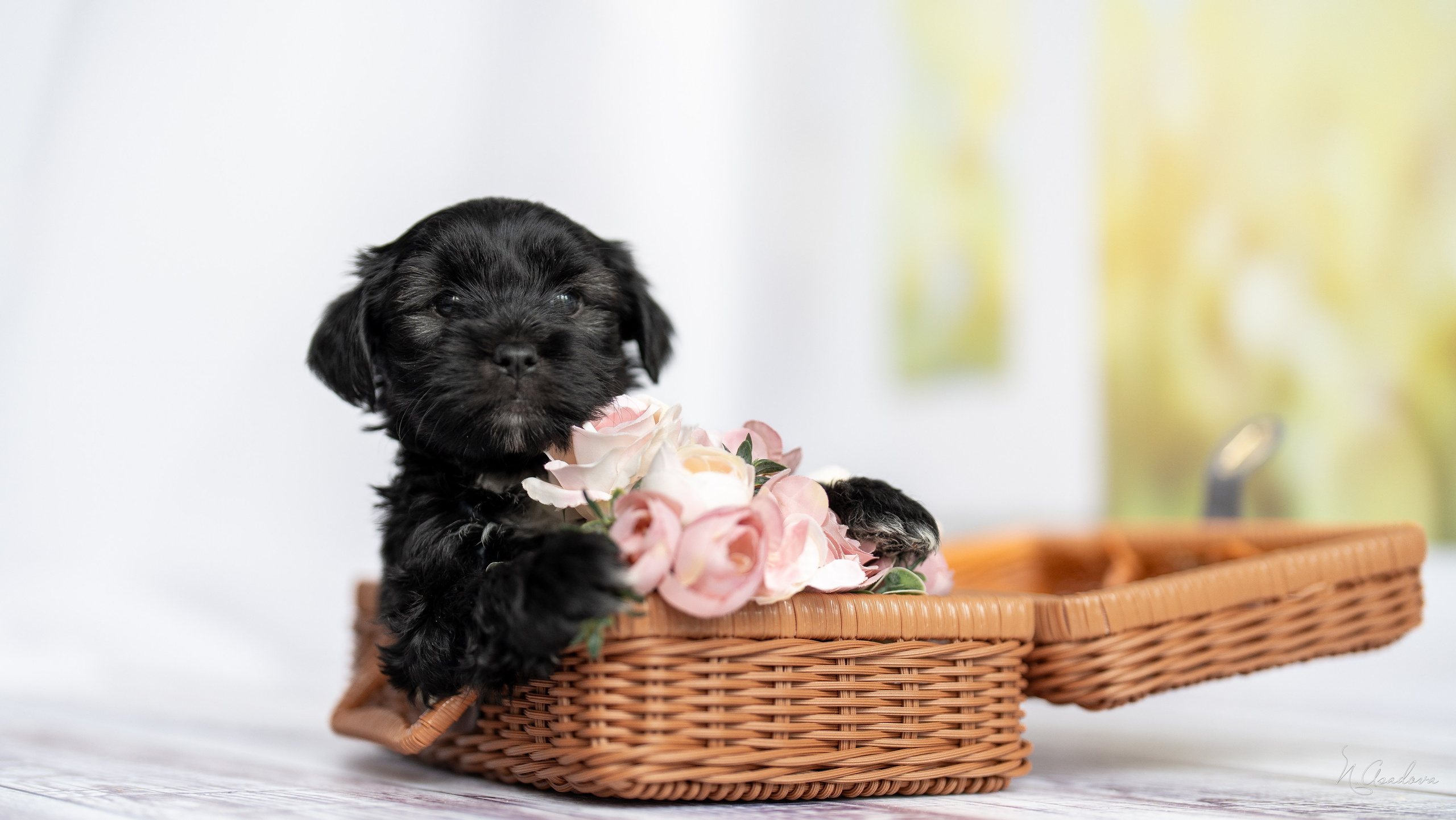 Тибетские терьеры 1мес. Фотограф-анималист Асадова