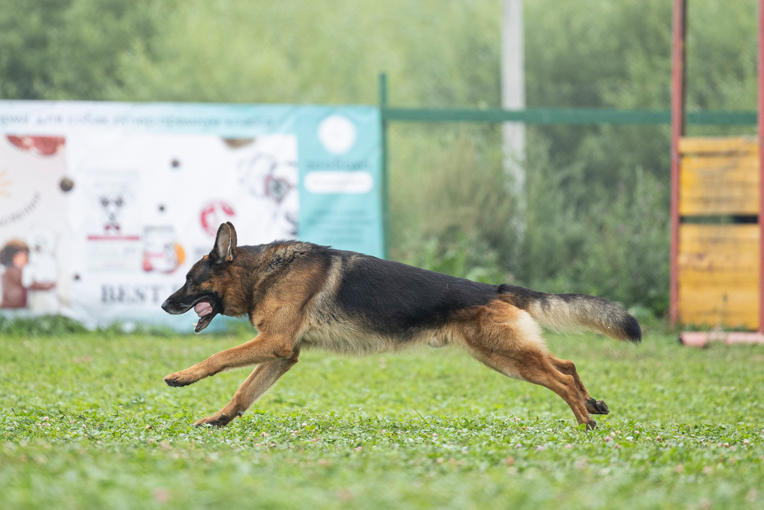 Соревнования по Мондьорингу г. Вологда 10-11.08.2024. Фотограф-анималист Анна Маринич