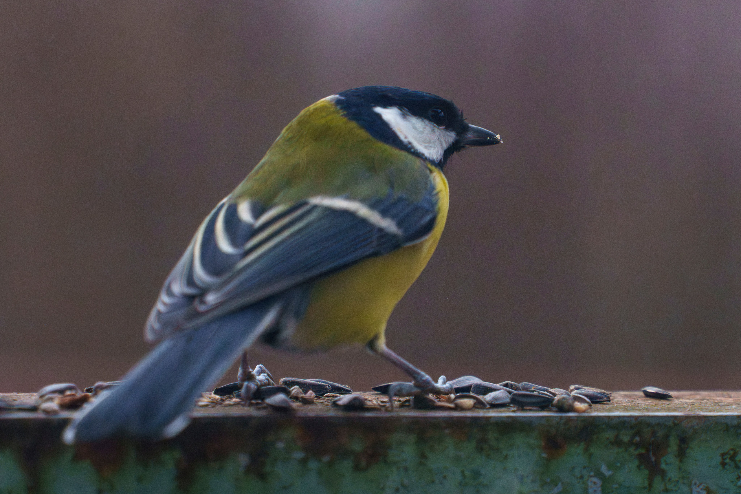 Animals — Животные