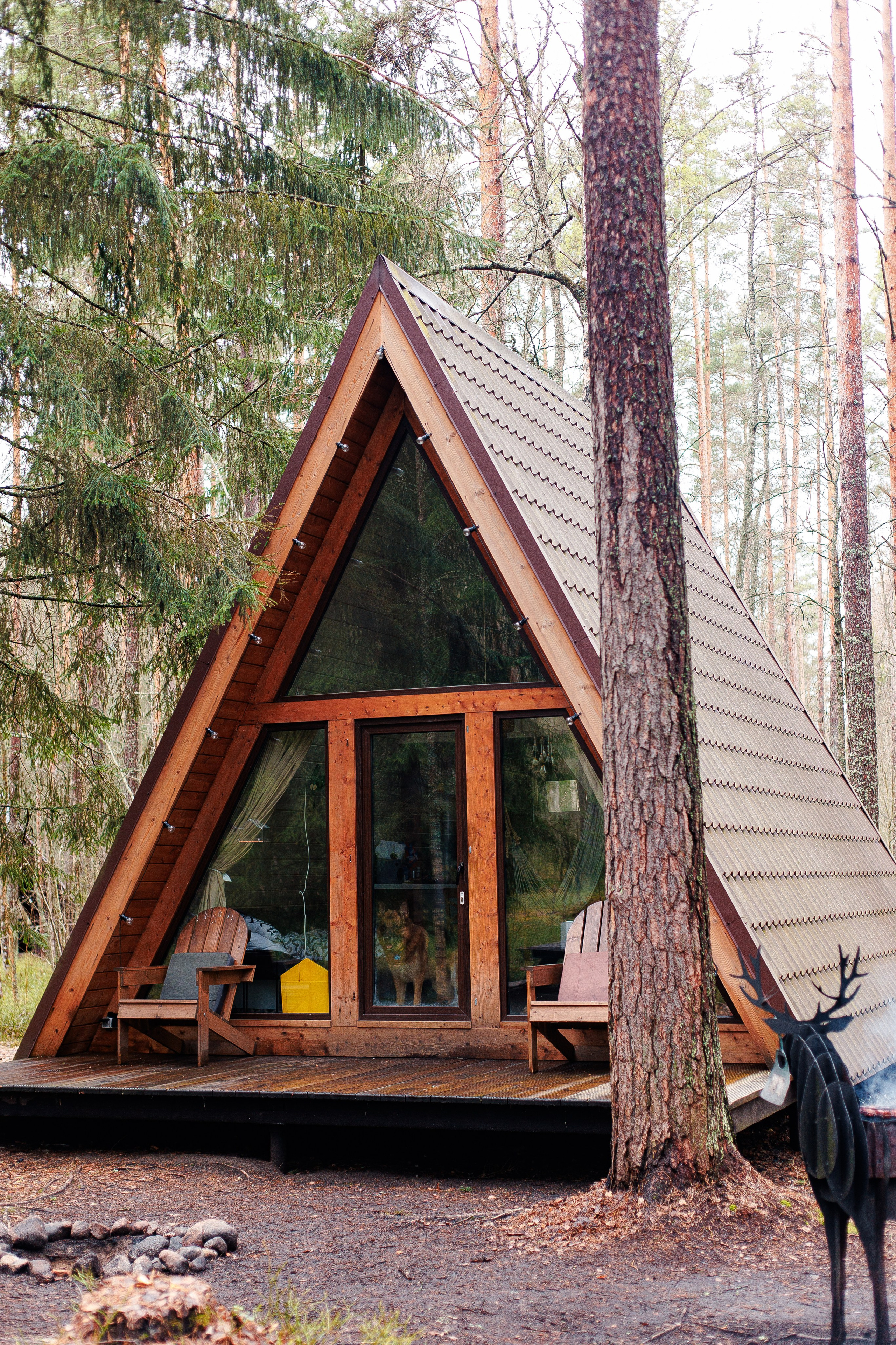 Shanti Home. Фотограф-анималист Наталия Чистюхина в г. Сосновый Бор и ЛО