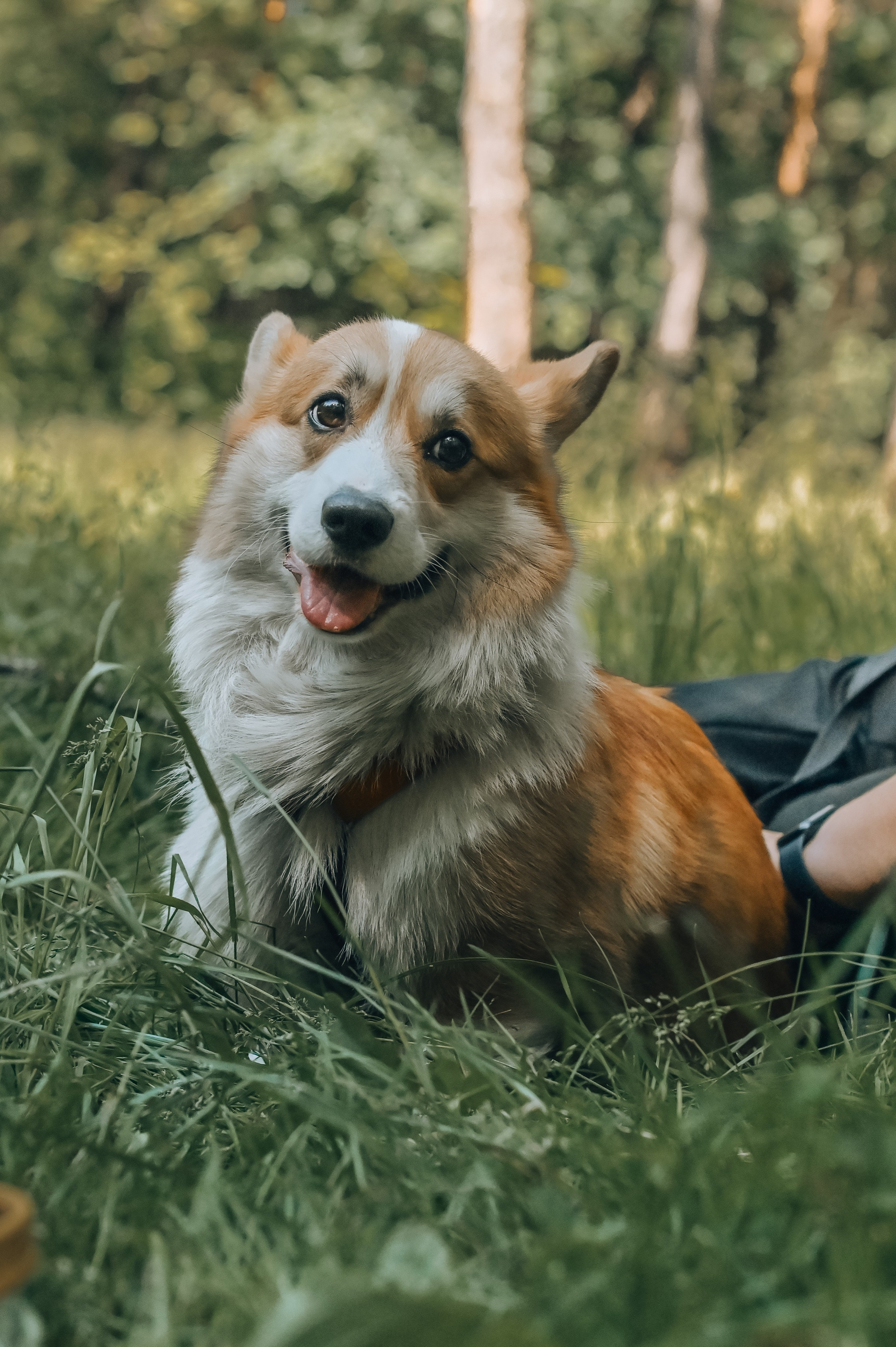 Кинологические соревнования. Семейный и репортажный фотограф в Москве Анастасия Трубкина