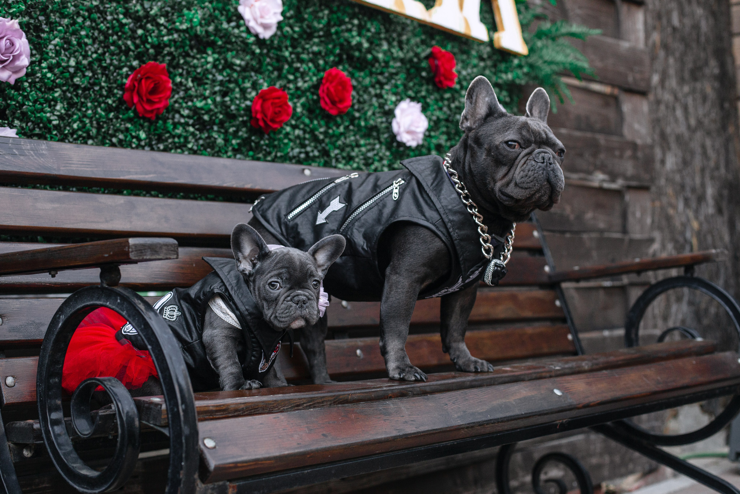 Бульбалл 23.04.2023. Фотограф-анималист Татьяна Степанова