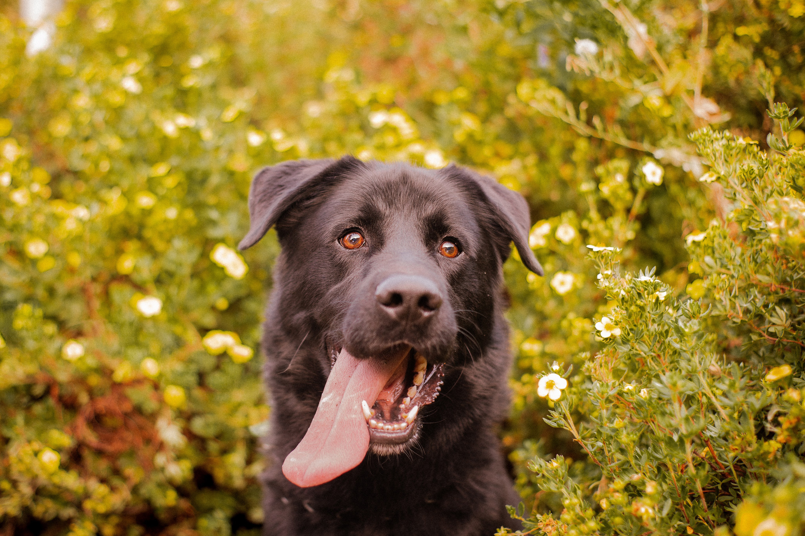 Анна и Лаки. Фотограф-анималист Мария Баркевич | Москва