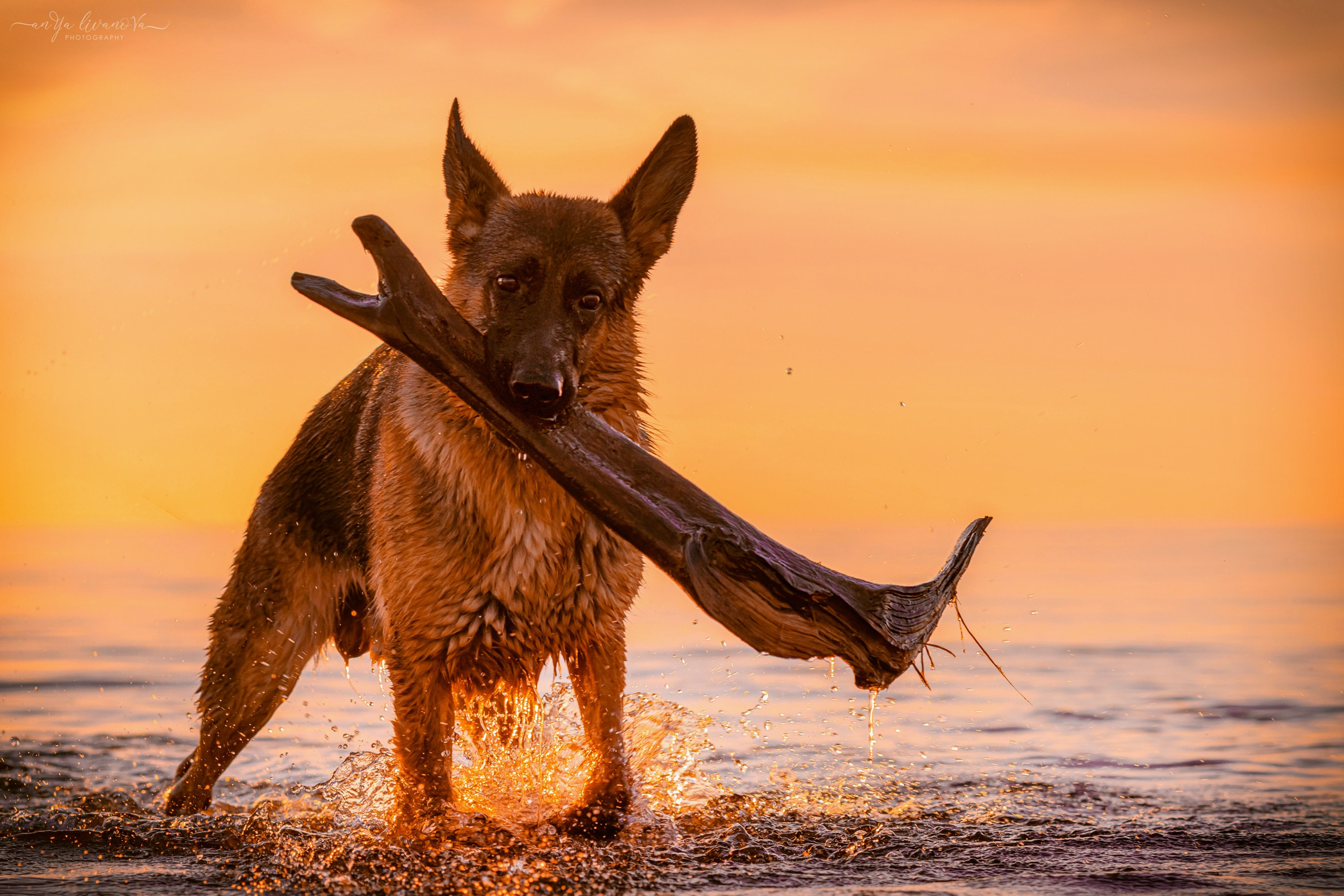 Прайд на море. Фотограф анималист Аня Ливанова | Рыбинск