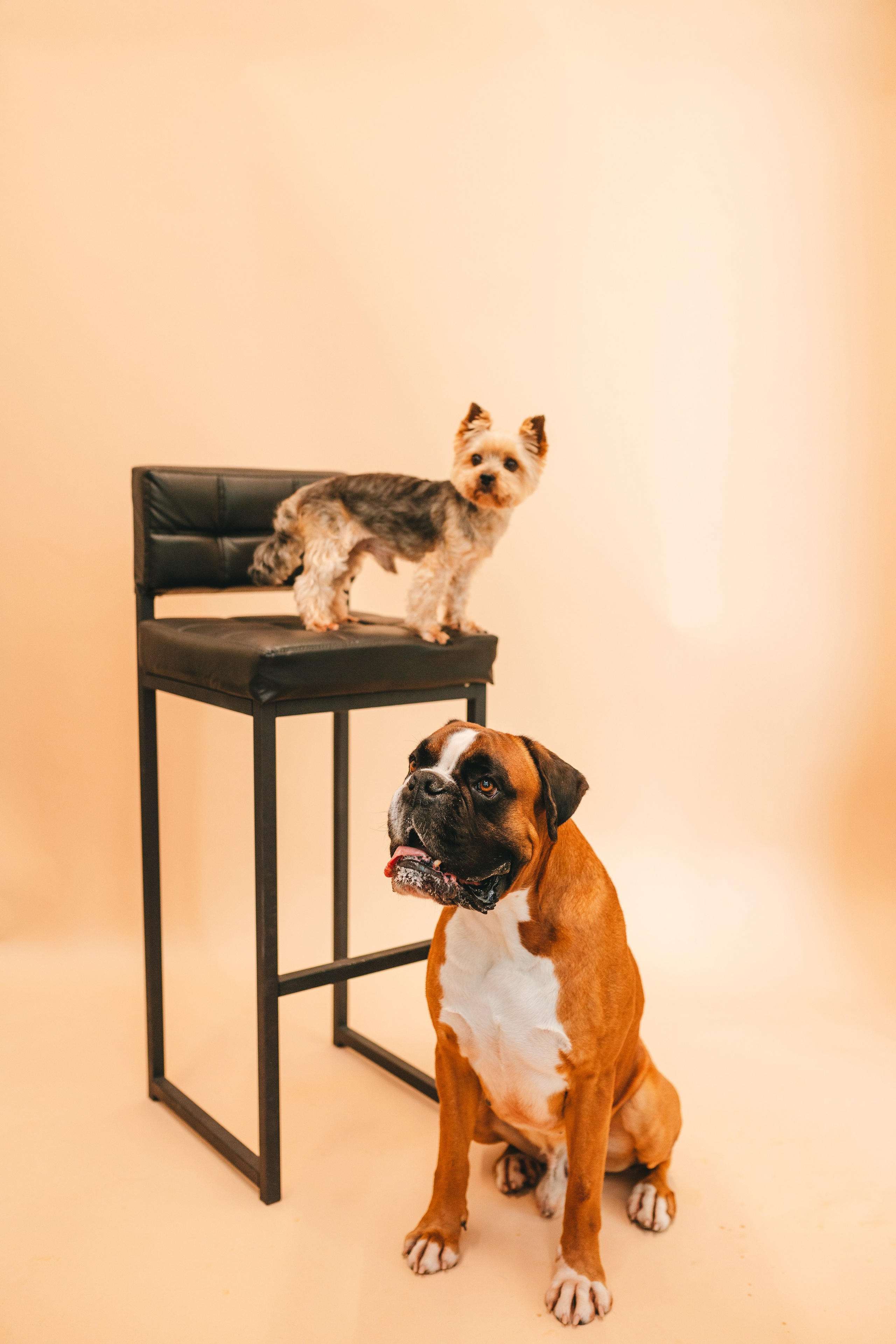 Груминг — салон. Фотограф анималист Осипчикова Мария