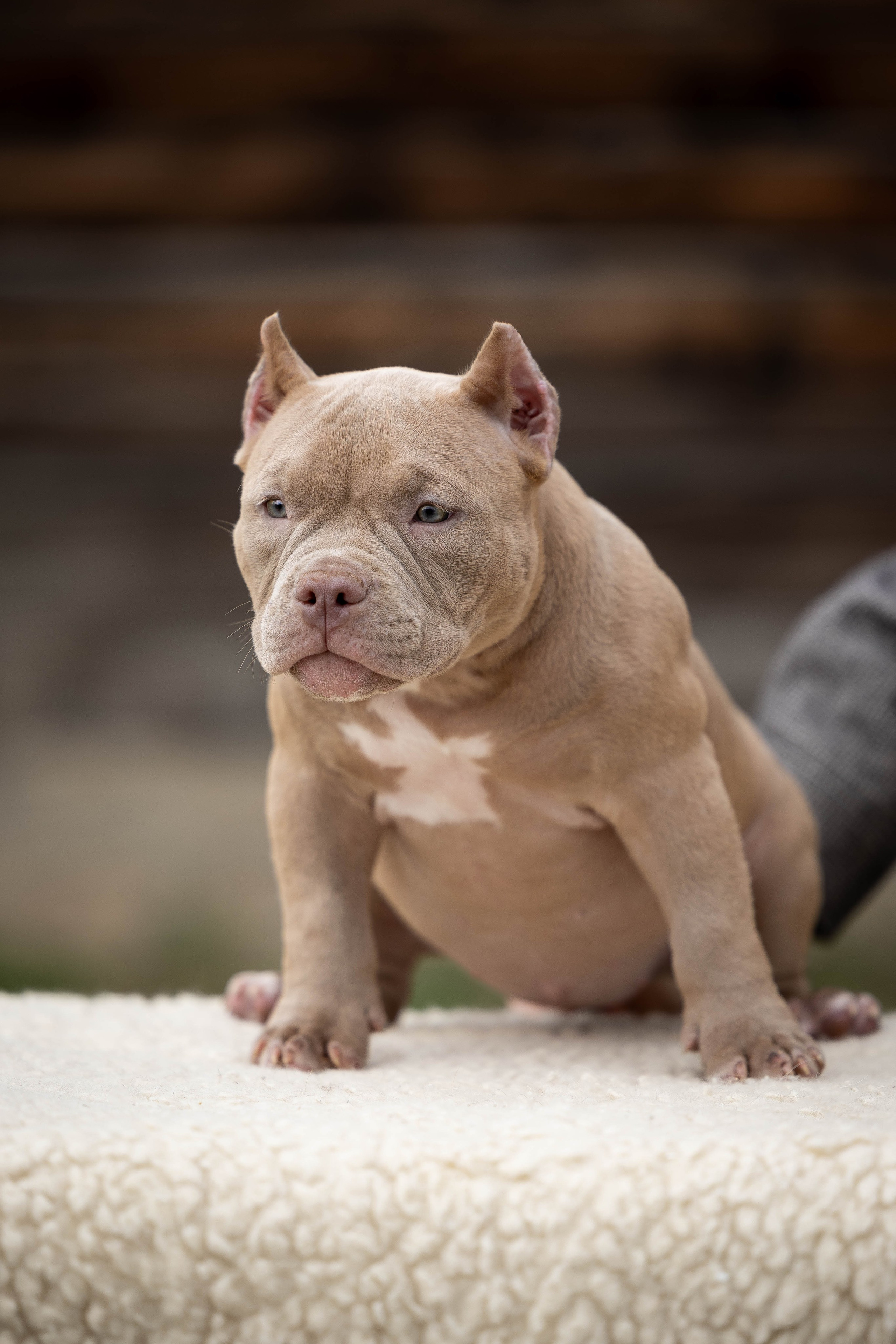 И снова булляшики. Фотограф Анималист в Перми Анастасия Остерман