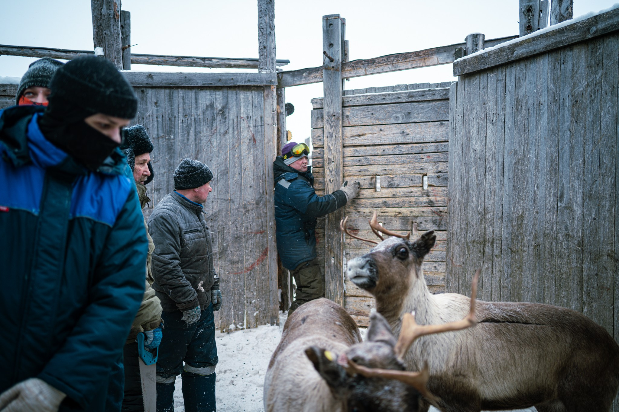 Кораль. На север к оленям. Репортажный фотограф в Сочи — Михаил Мордасов