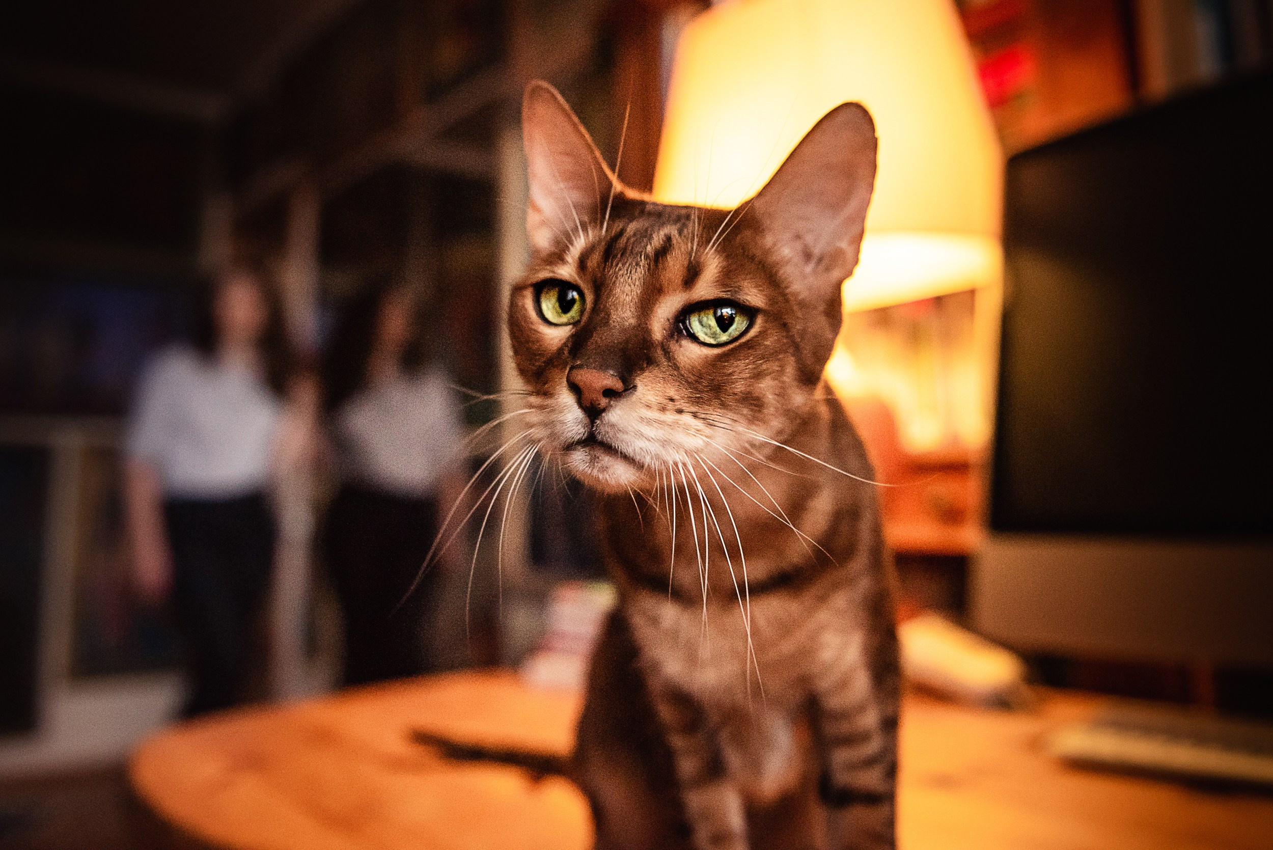 Квартира с картинами. Алиса, Андрей и их пушистая семья. Семейный Фотограф в Москве Ирина Хохлова