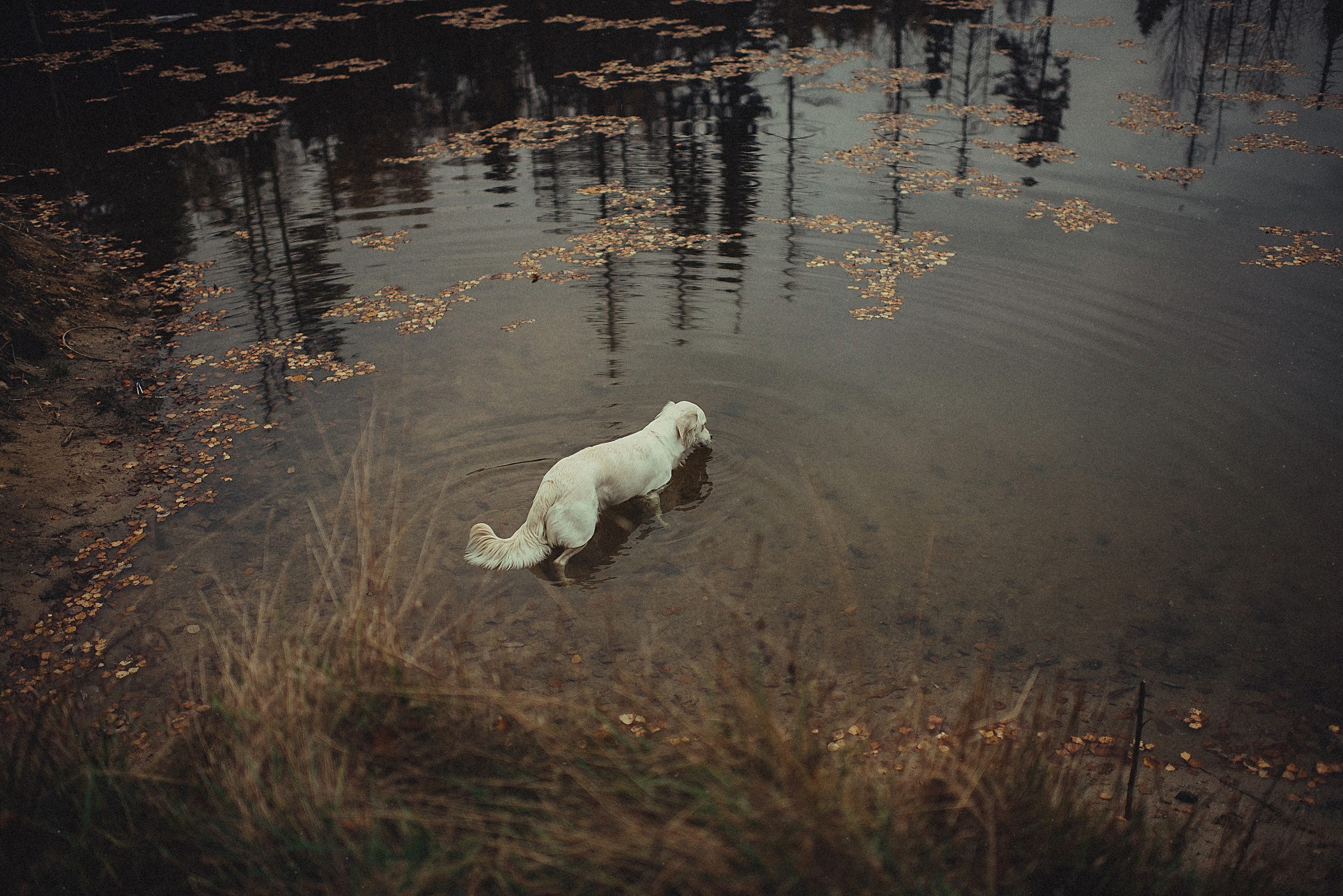 МАРГО, САША и ШАНТИ. ОСЕНЬ. Свадебный и семейный фотограф РИТА БОЧКАРЁВА