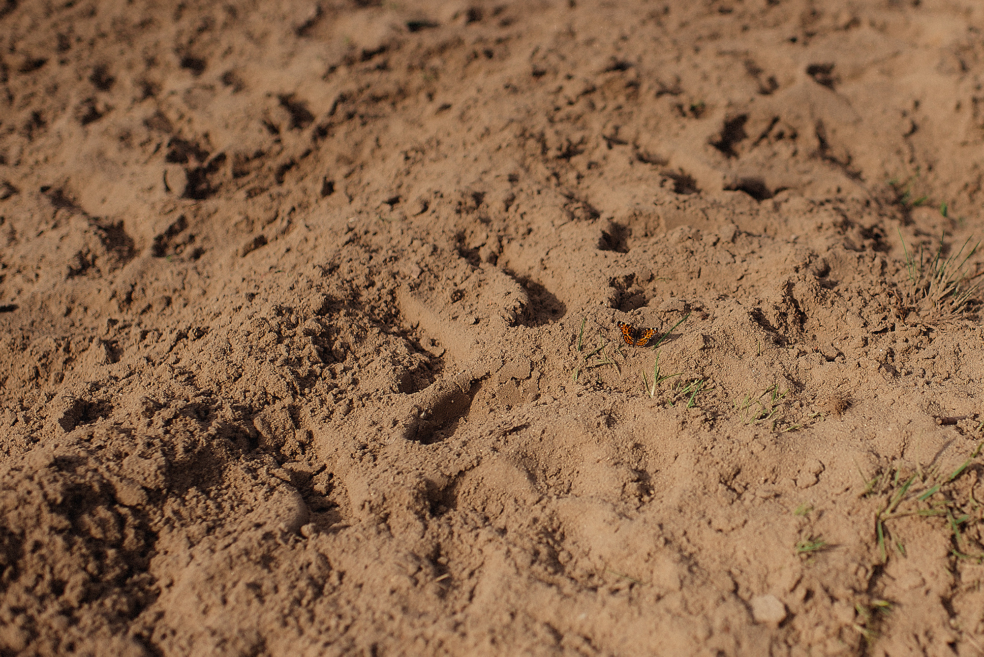 НАДЯ, САША и СОФА. Свадебный и семейный фотограф РИТА БОЧКАРЁВА