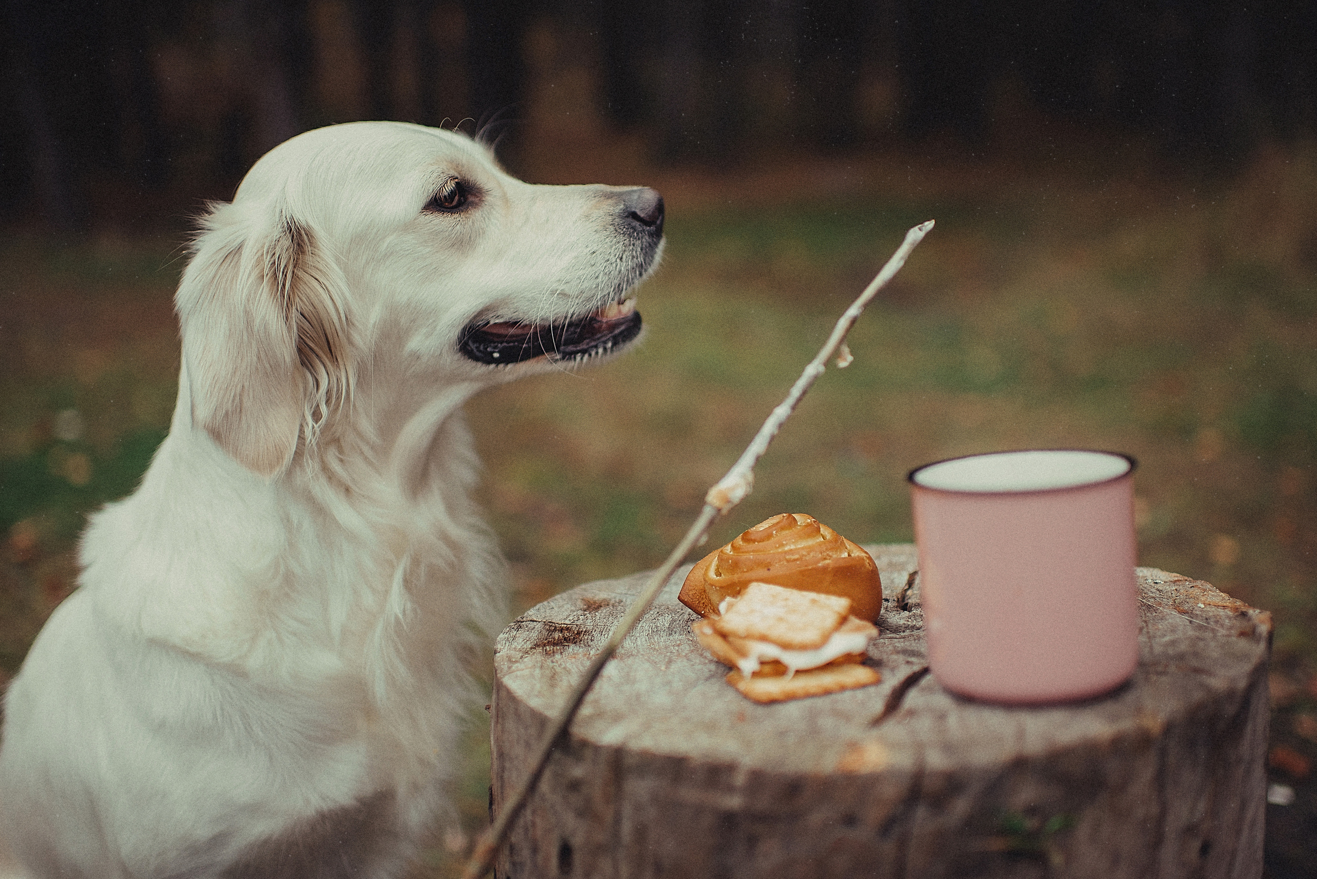 МАРГО, САША и ШАНТИ. ОСЕНЬ. Свадебный и семейный фотограф РИТА БОЧКАРЁВА