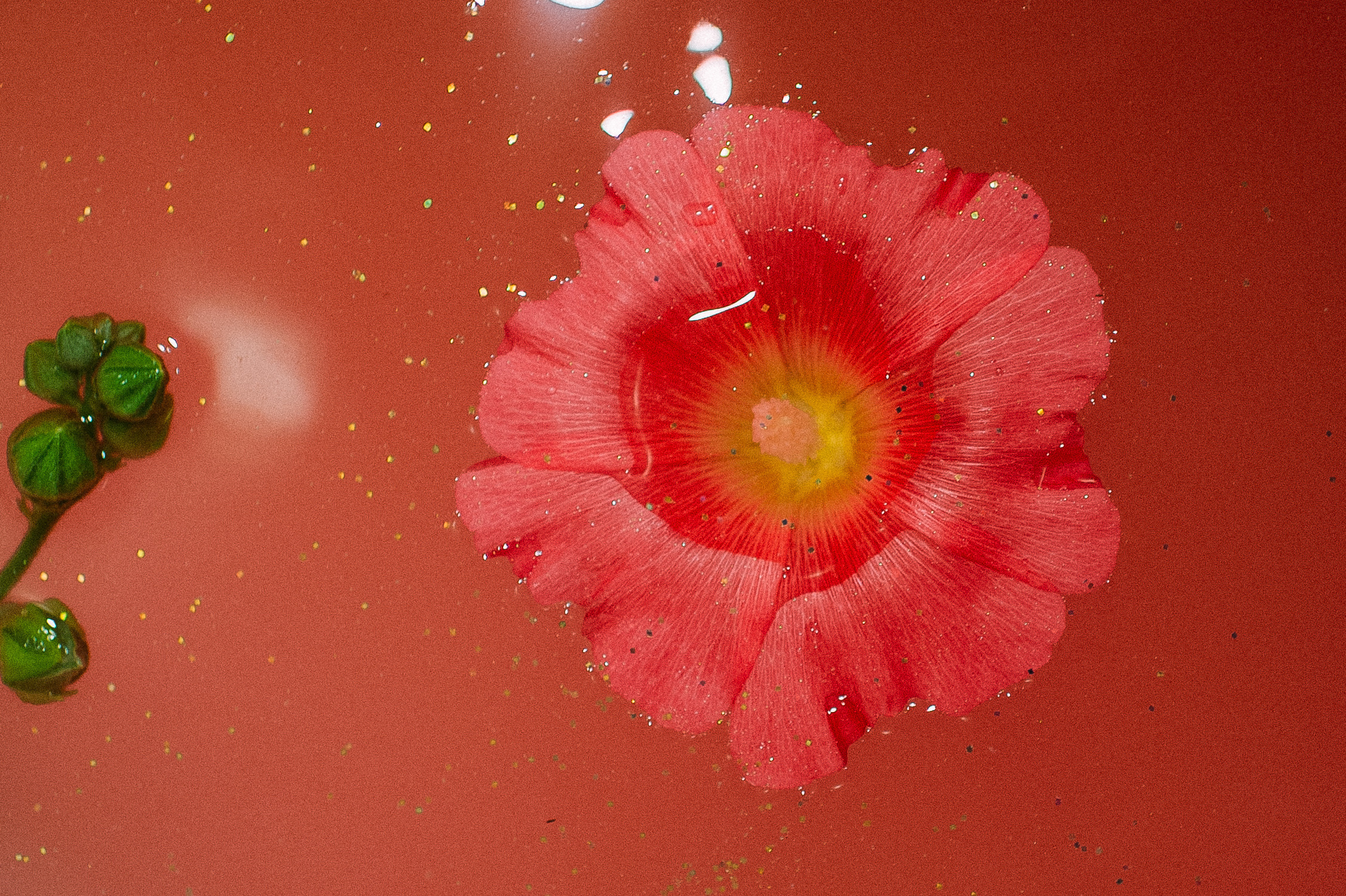 SHINE BRIGHT LIKE A DIAMOND. Свадебный и семейный фотограф РИТА БОЧКАРЁВА