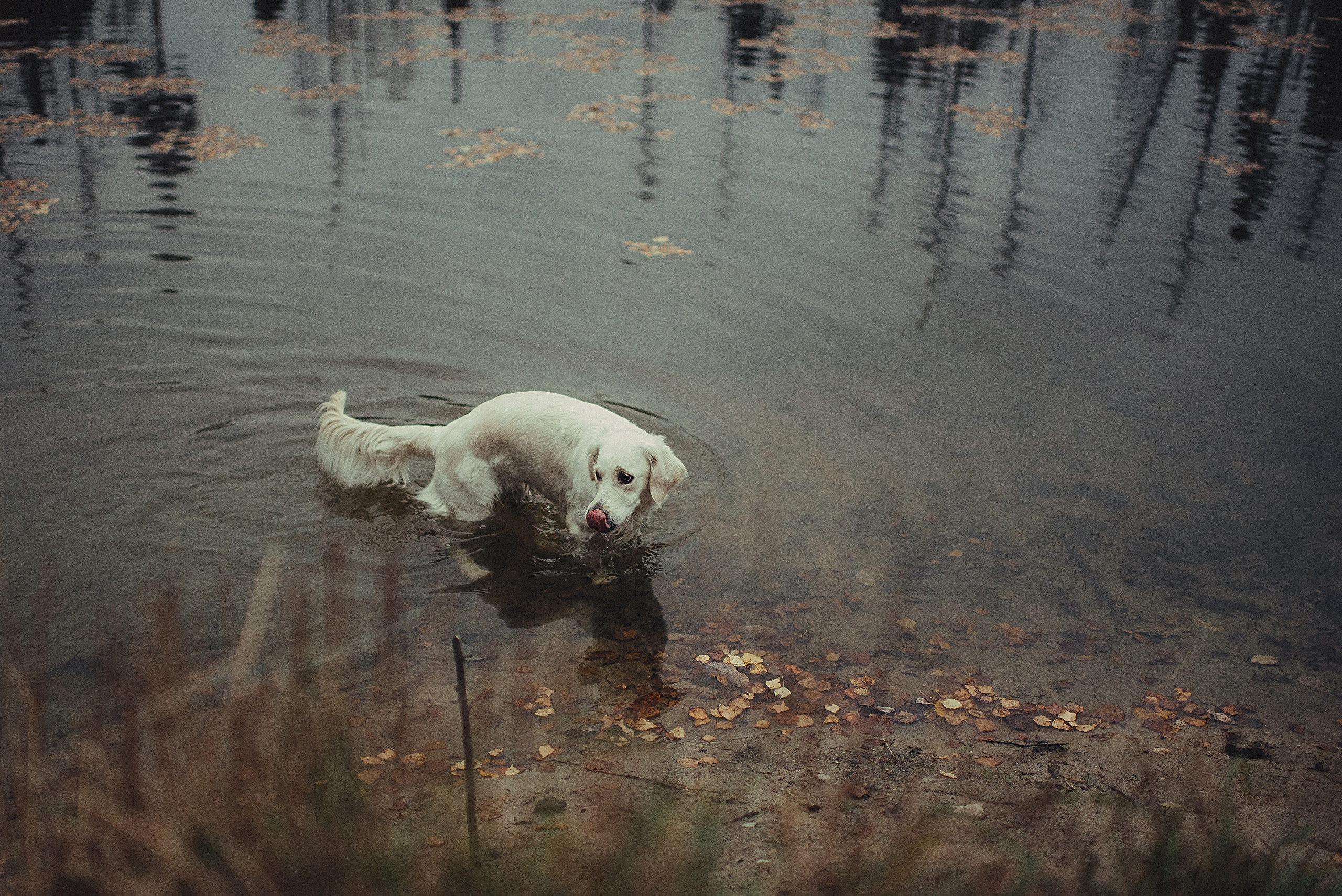 МАРГО, САША и ШАНТИ. ОСЕНЬ. Свадебный и семейный фотограф РИТА БОЧКАРЁВА