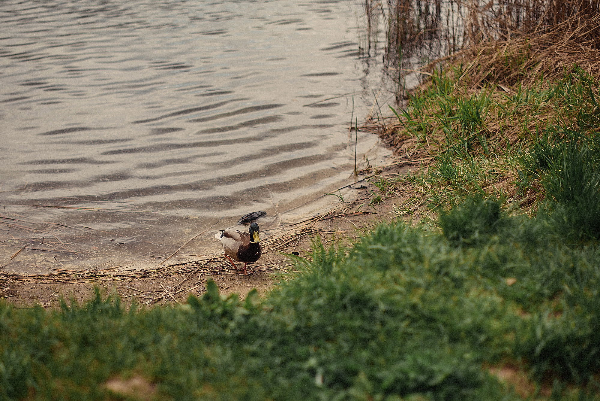 НАДЯ, САША и СОФА. Свадебный и семейный фотограф РИТА БОЧКАРЁВА
